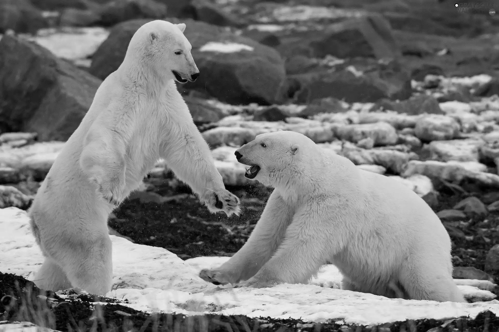 Two cars, polar, play, bears