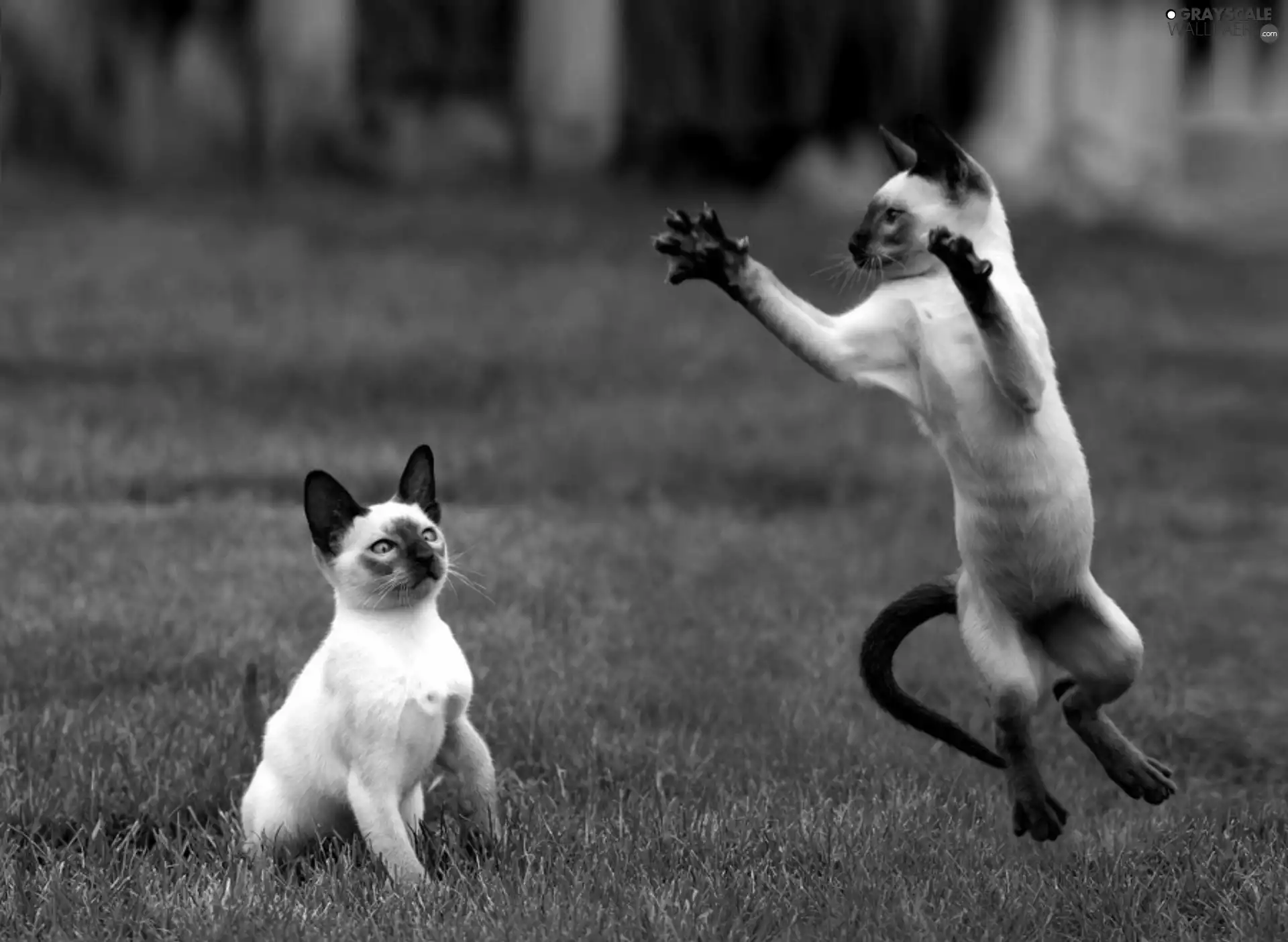 Two cars, Siamese, play, puss