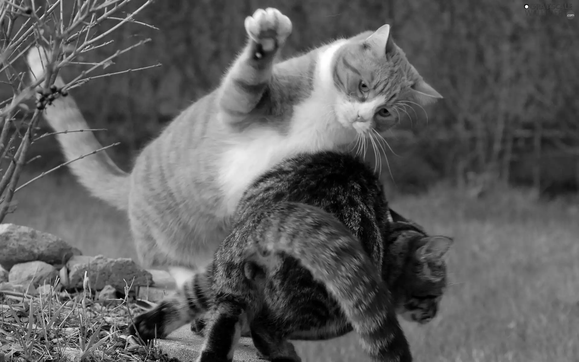 cats, forest, play, Meadow