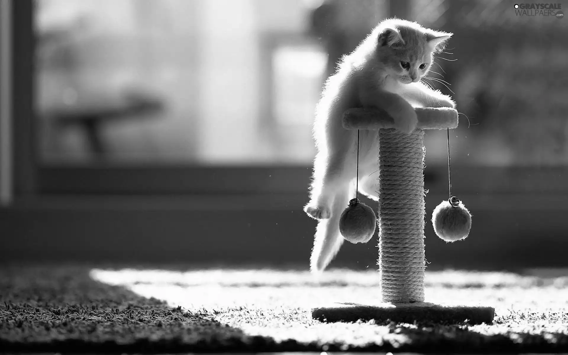 play, small, kitty