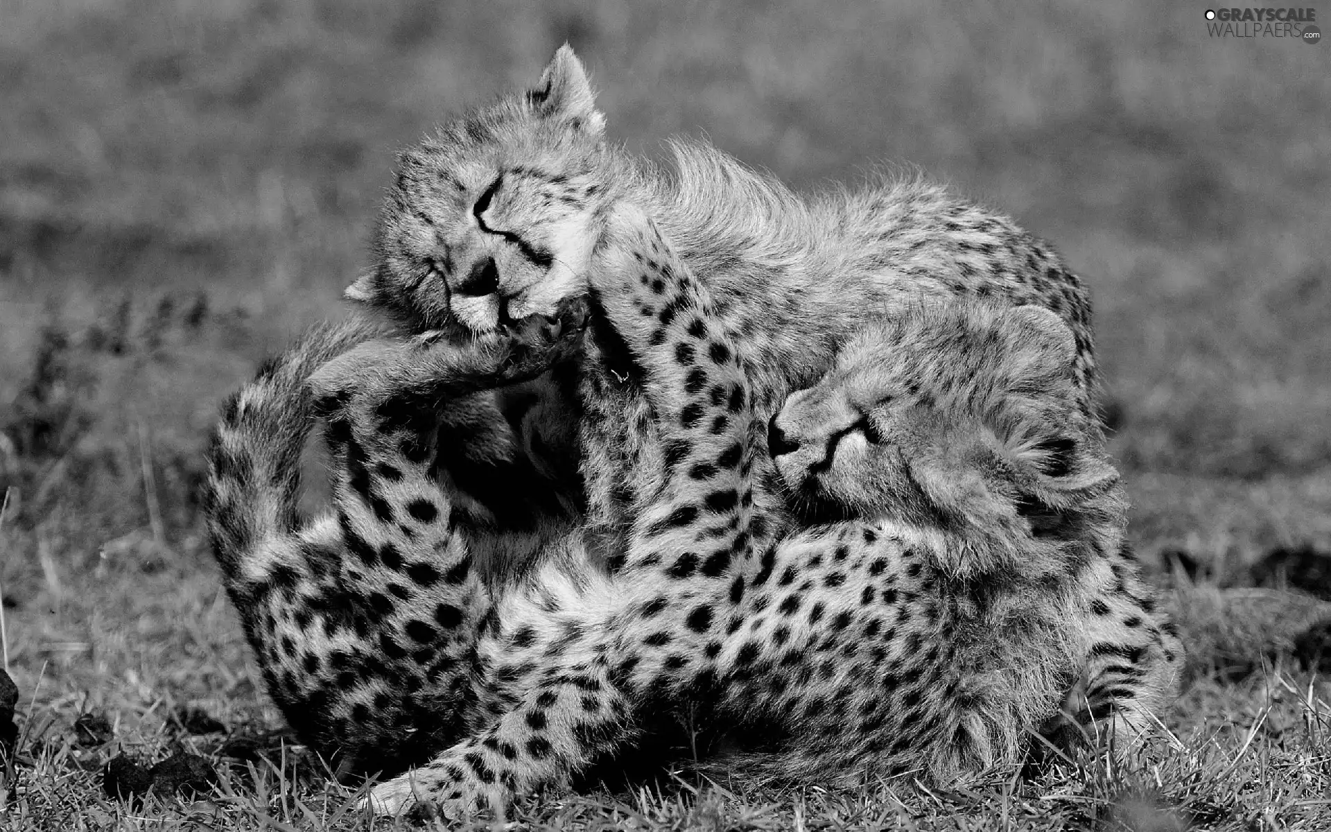 Two cars, Cheetah, play, little doggies