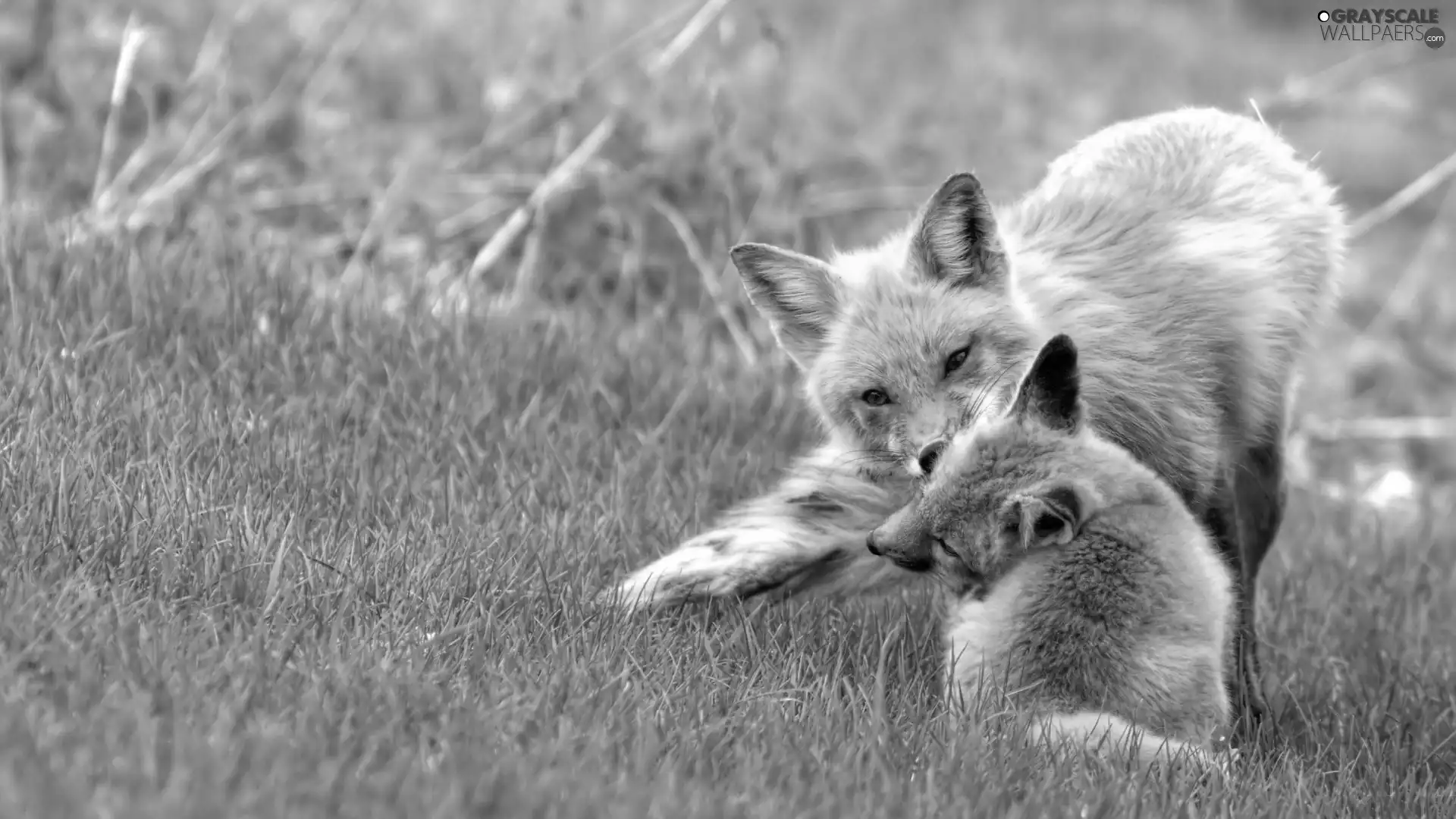play, foxes, Meadow