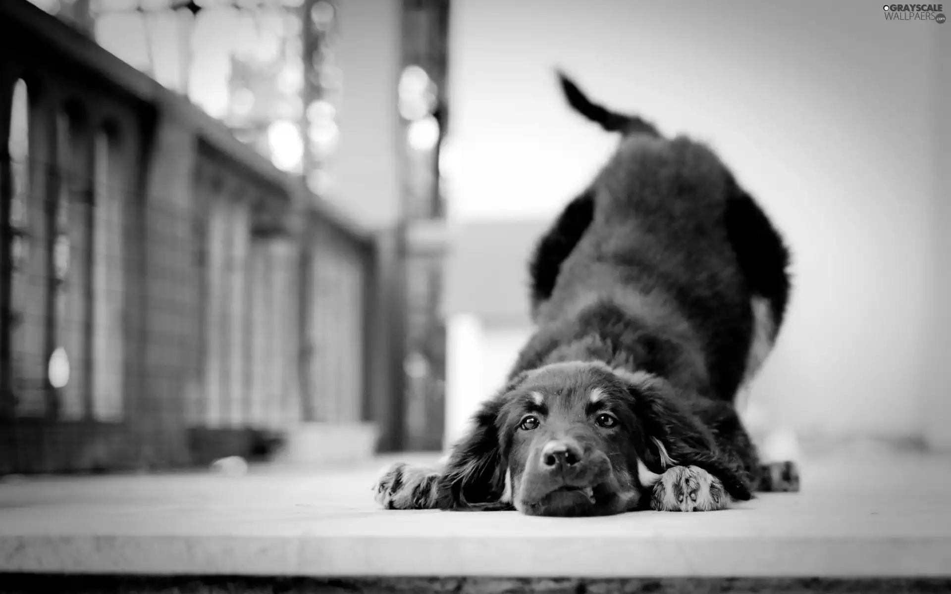 Puppy, play