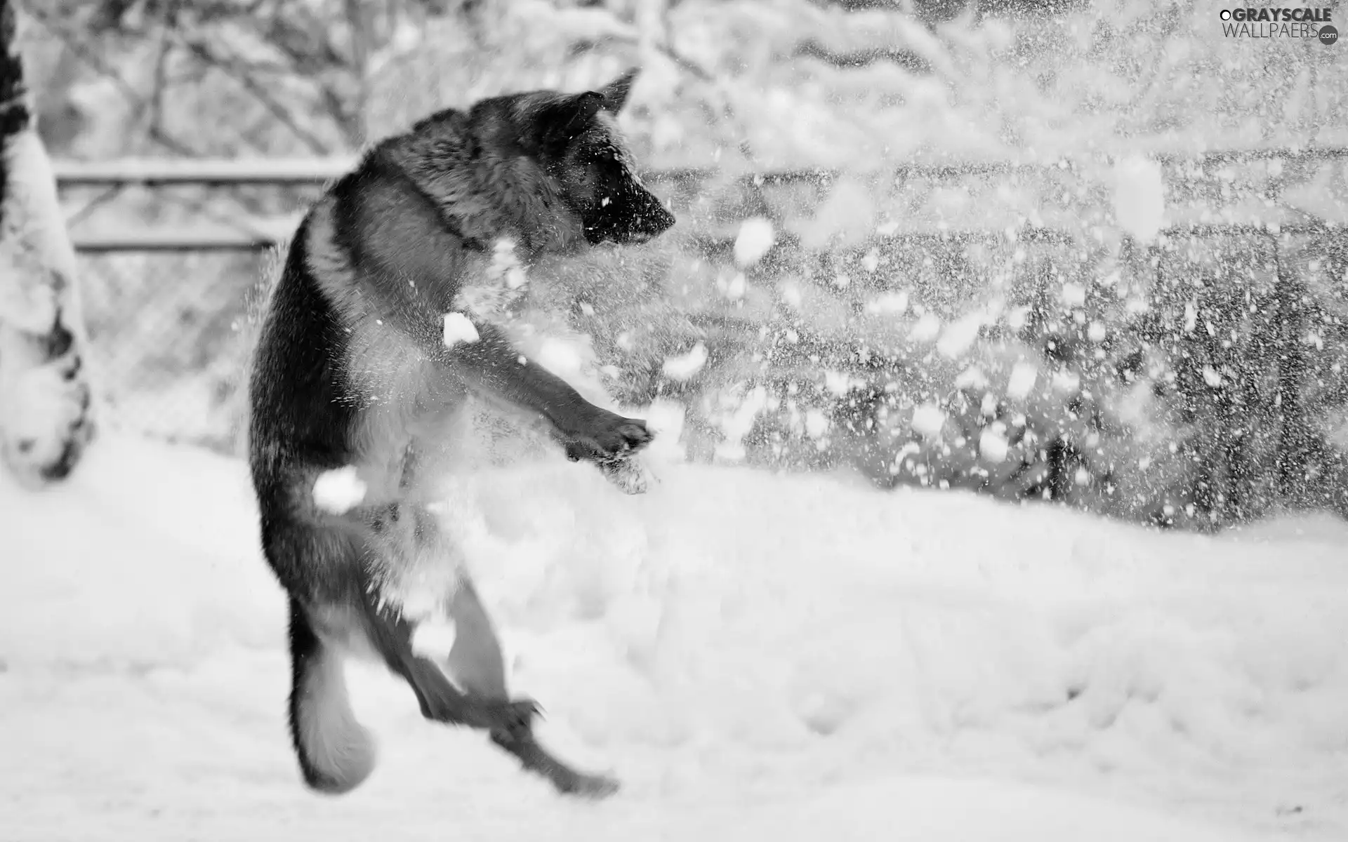 dog, german, play, sheep-dog
