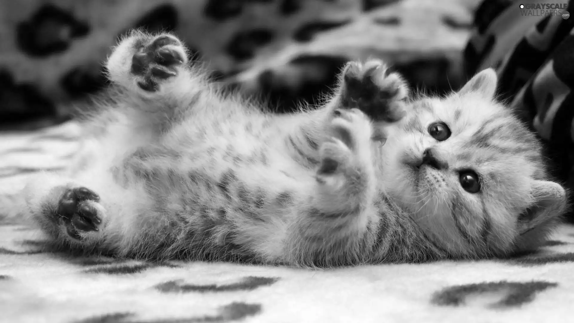 small, feet, play, kitten