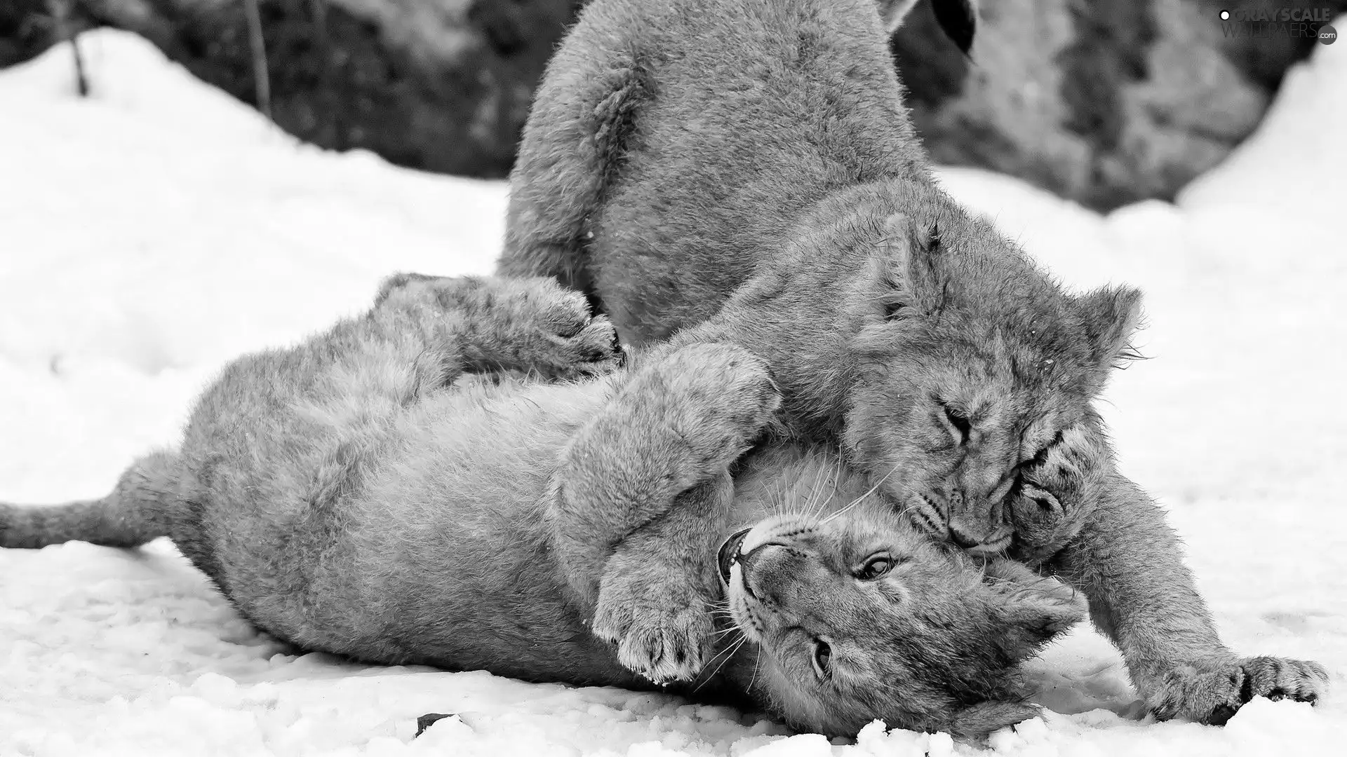 play, snow, young, lions, Two cars