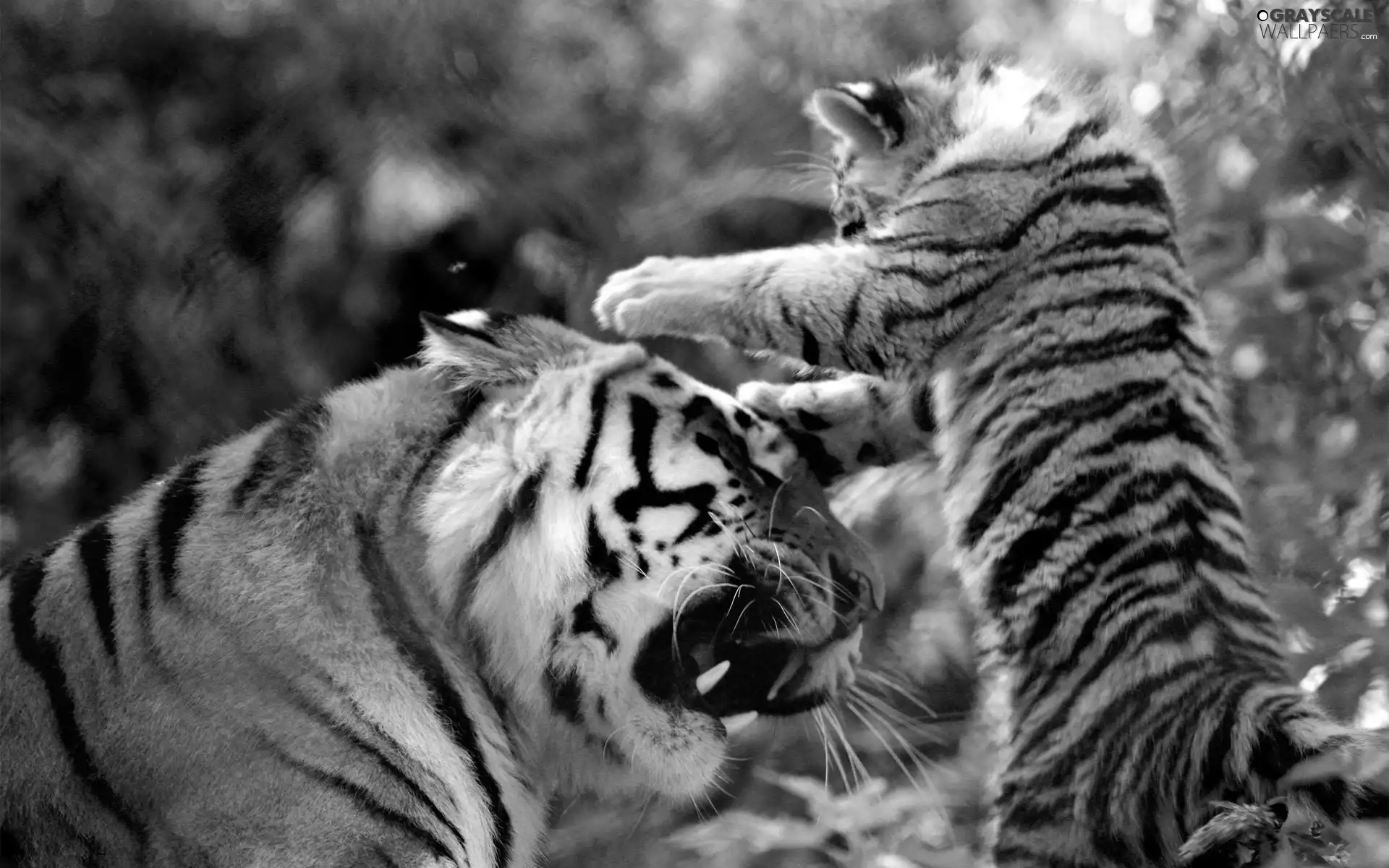 tiger, play