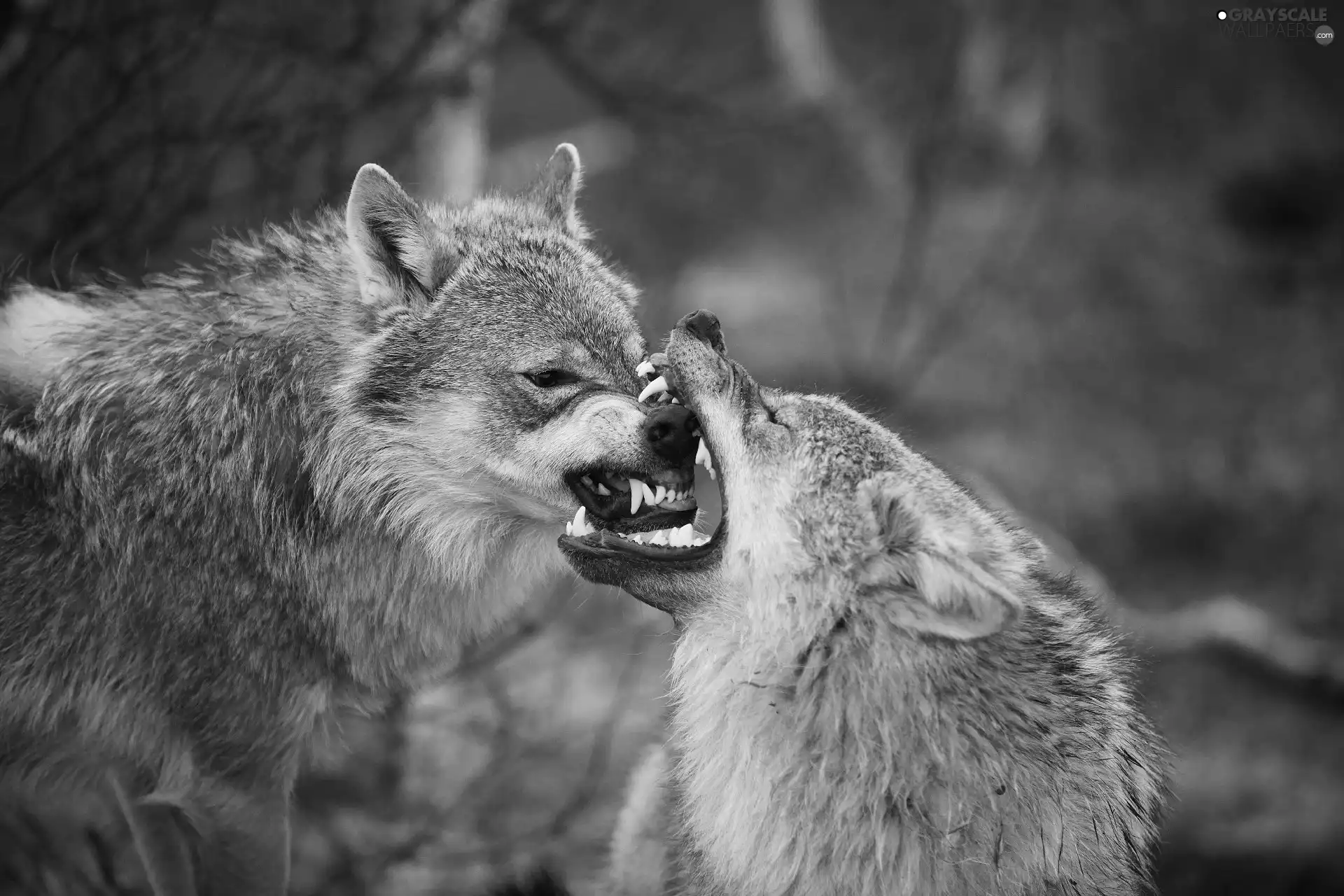 wolves, play