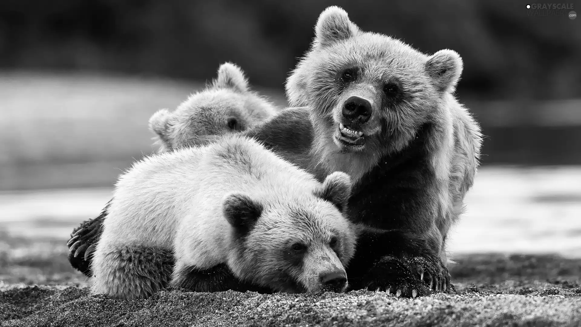 play, bears, young