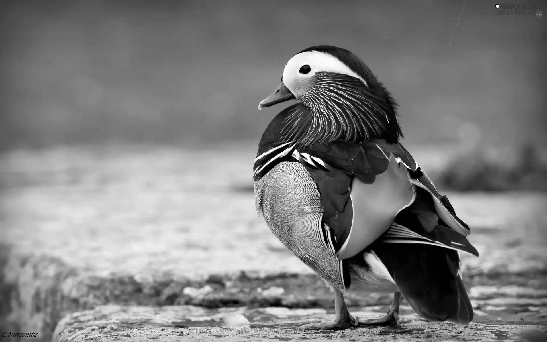 plumage, Coloured, duck