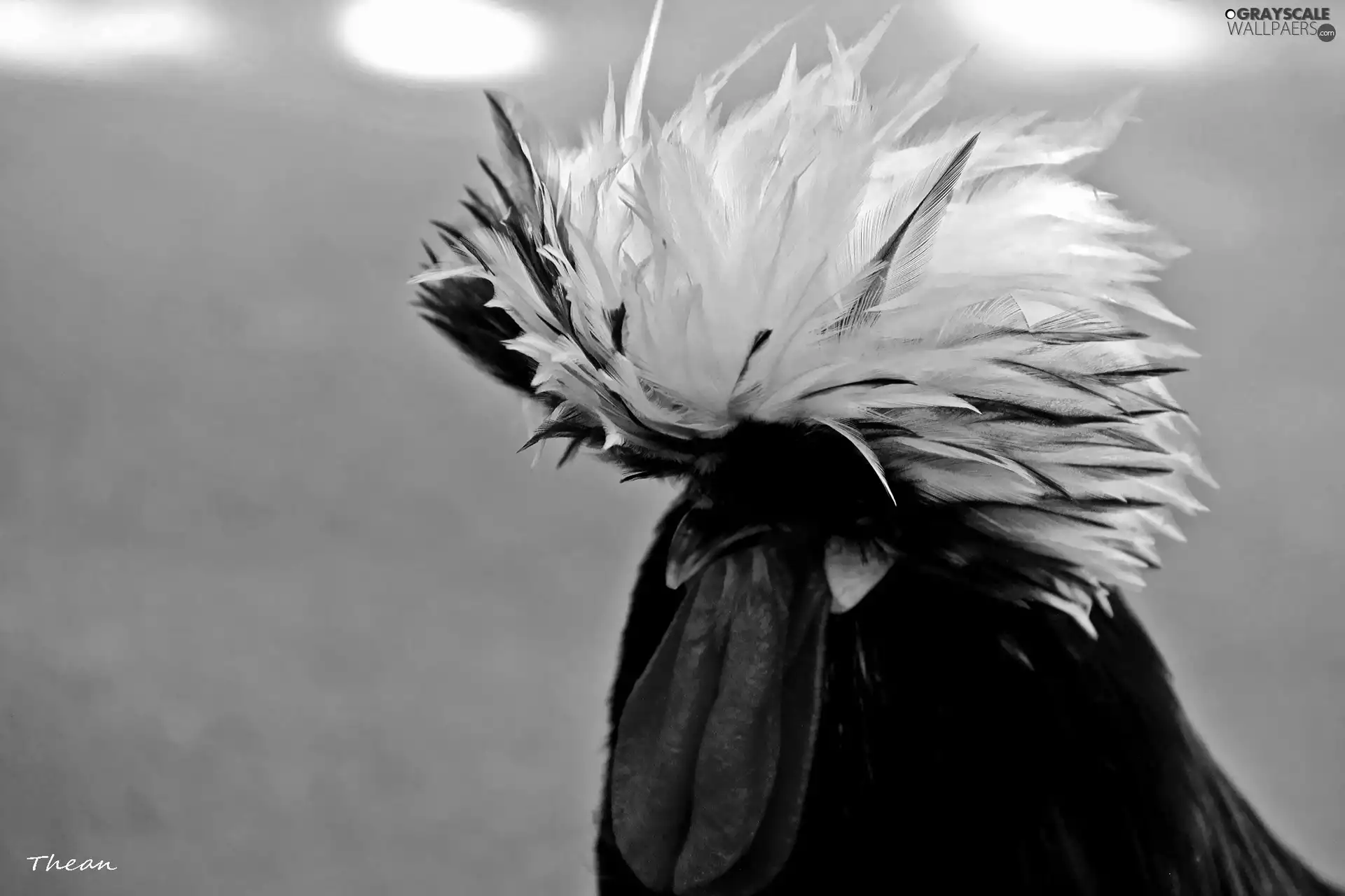plume, rooster, decorated