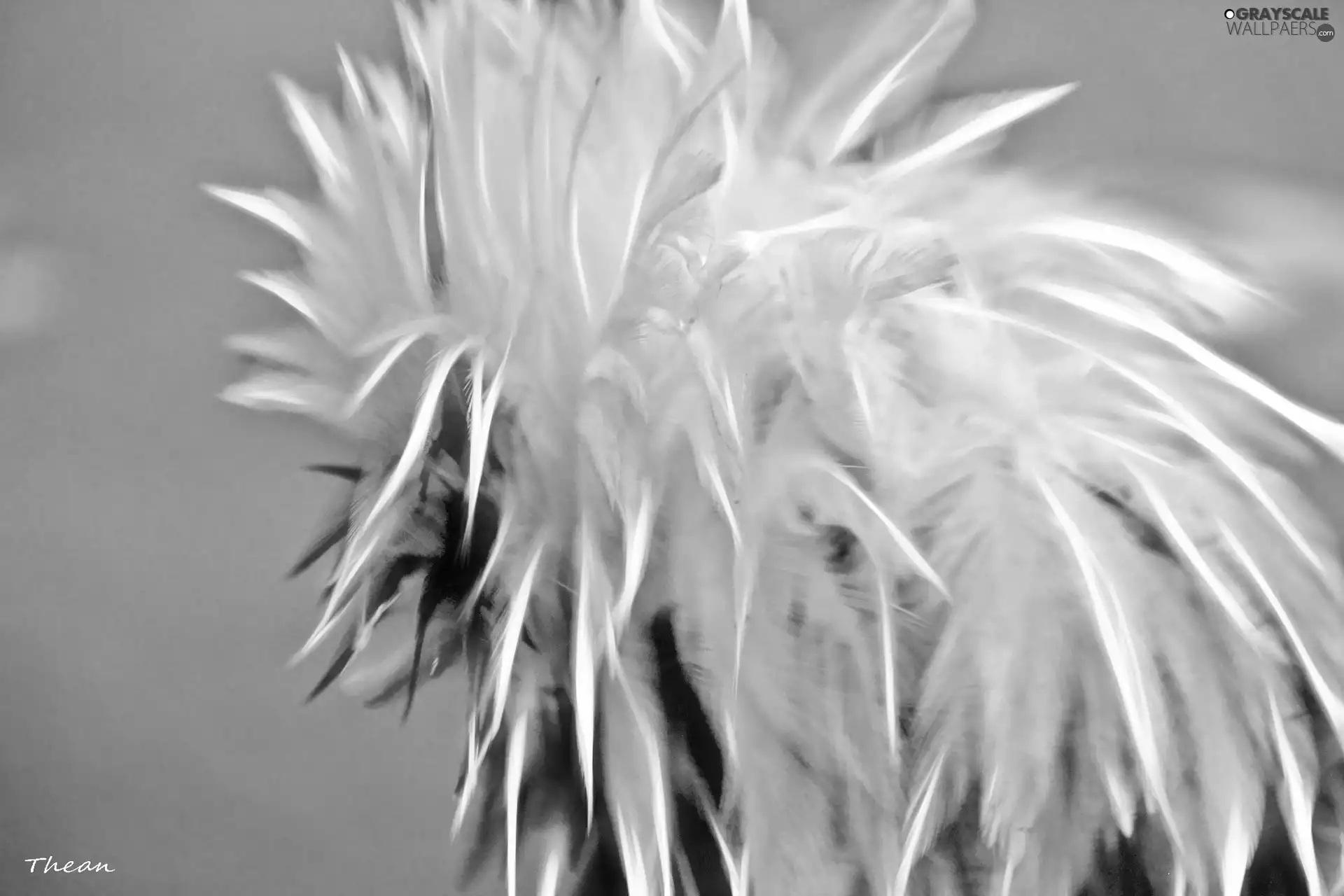rooster, plume