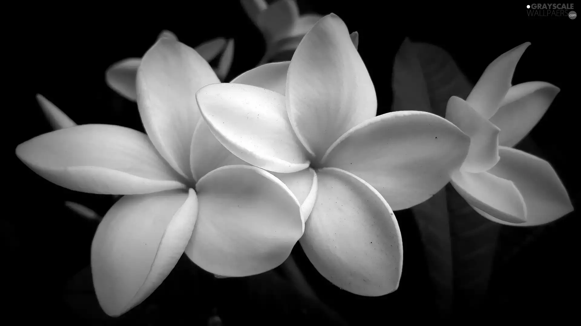 Flowers, background, Black, Plumeria