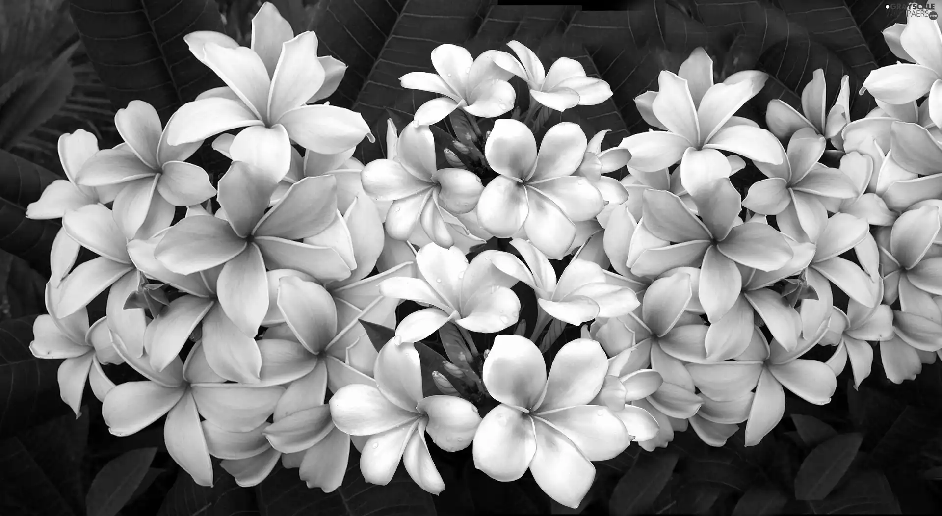 Flowers, Plumeria
