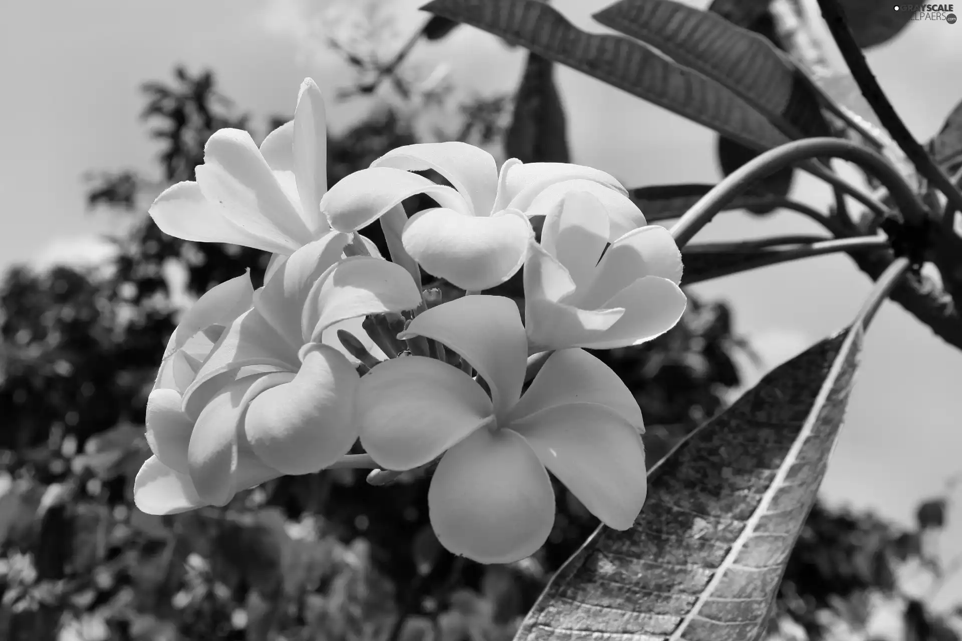 White, Plumeria