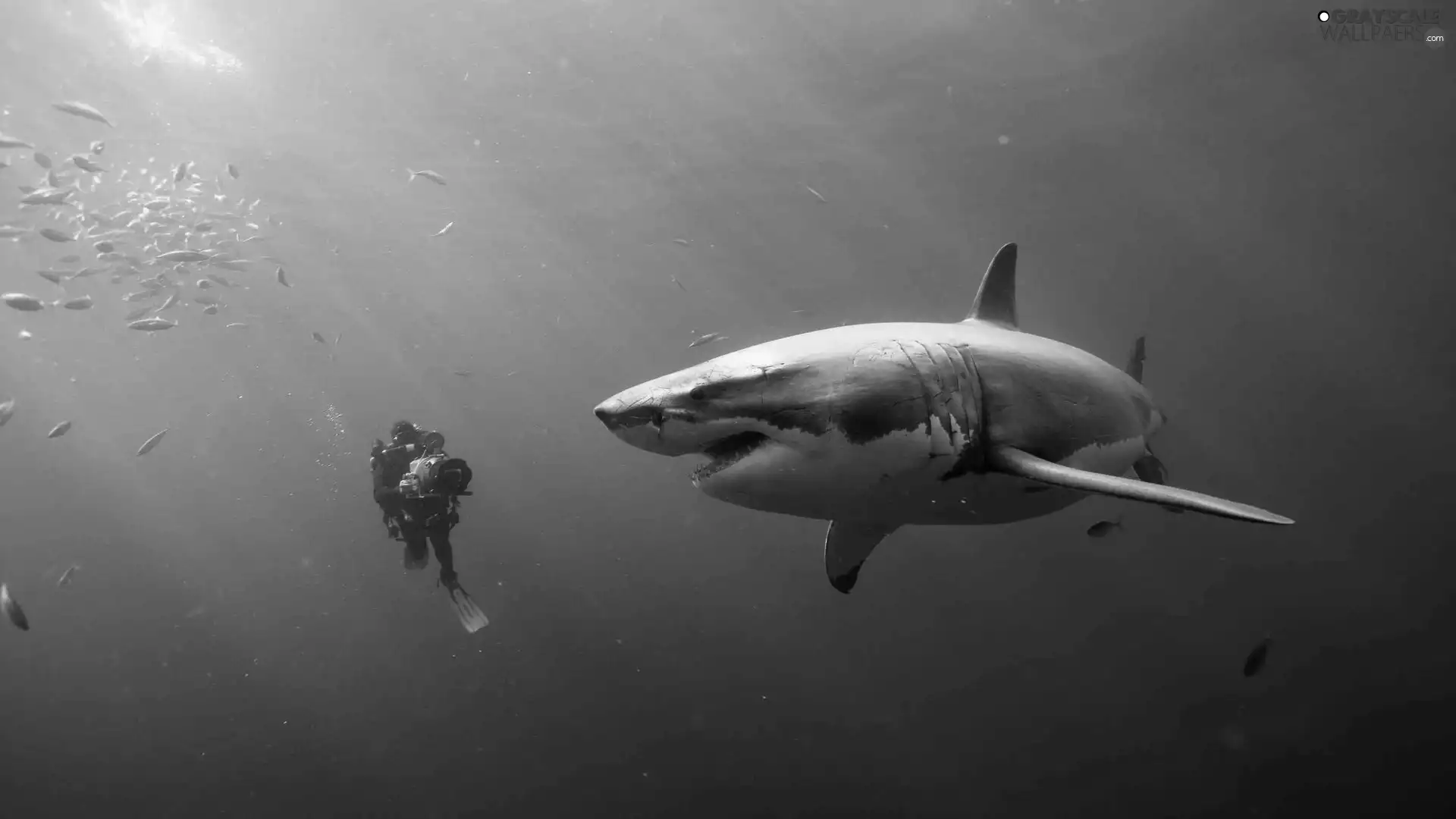 shark, plunger