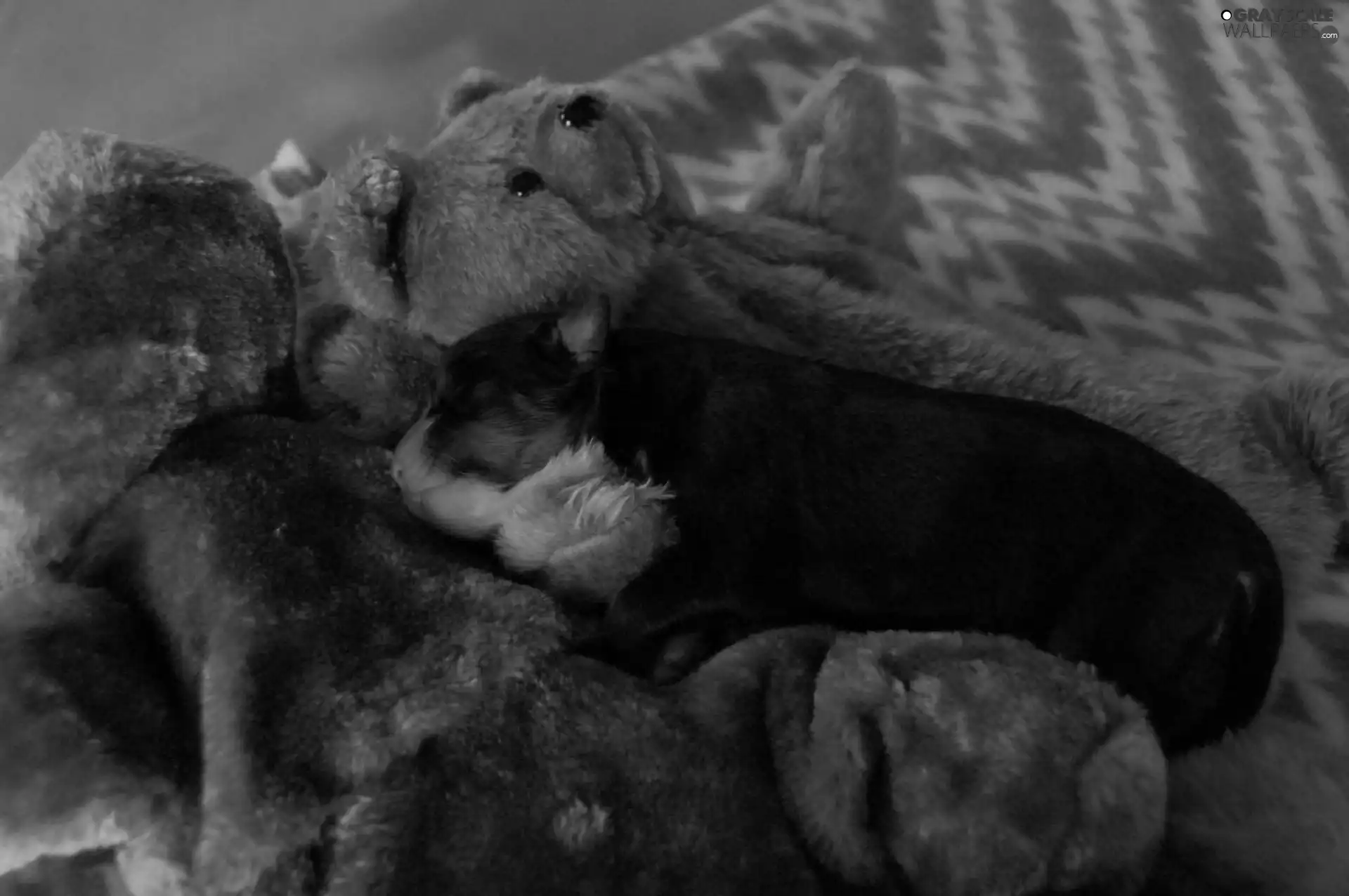 teddy bear, doggy, Plush