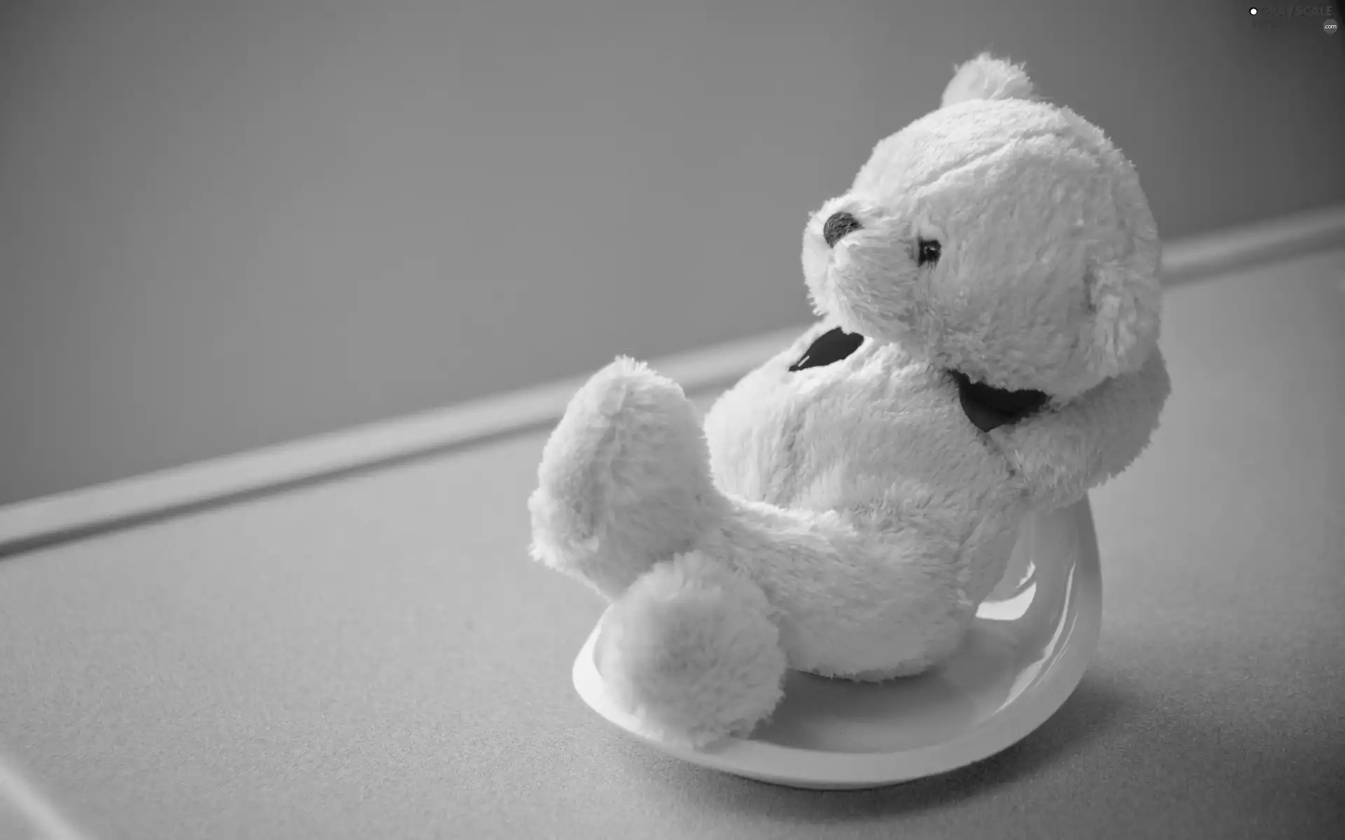 teddy bear, White, Plush