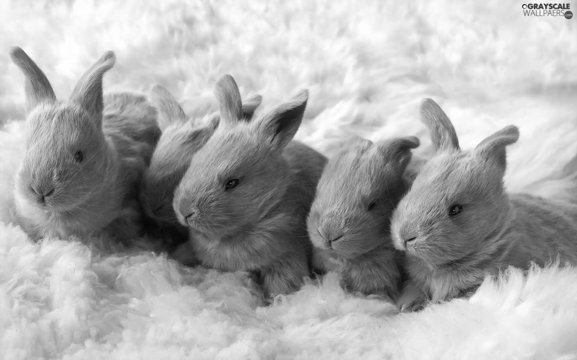 Grey, rabbits, plush, little doggies