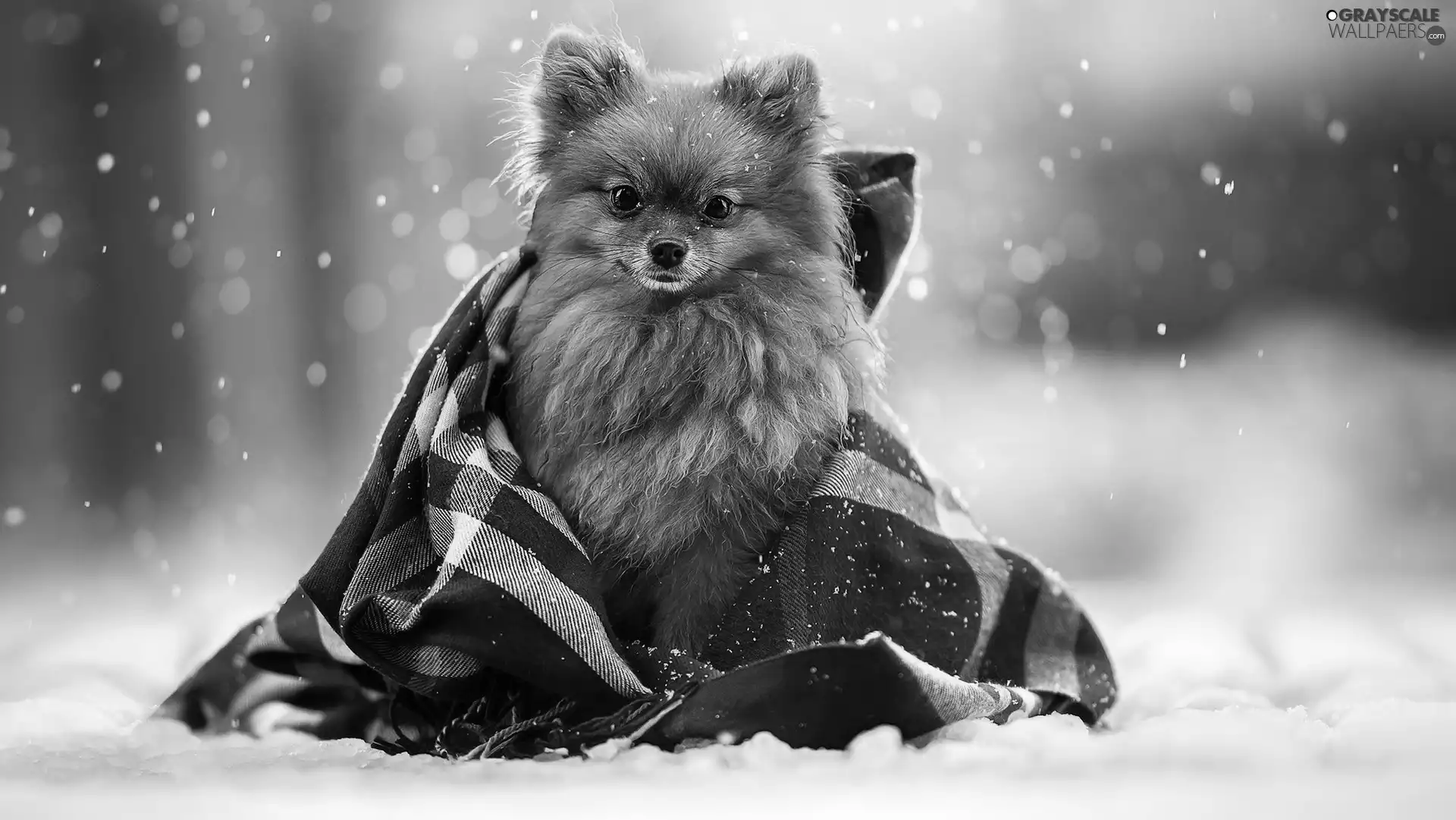 dog, coverlet, snow, point