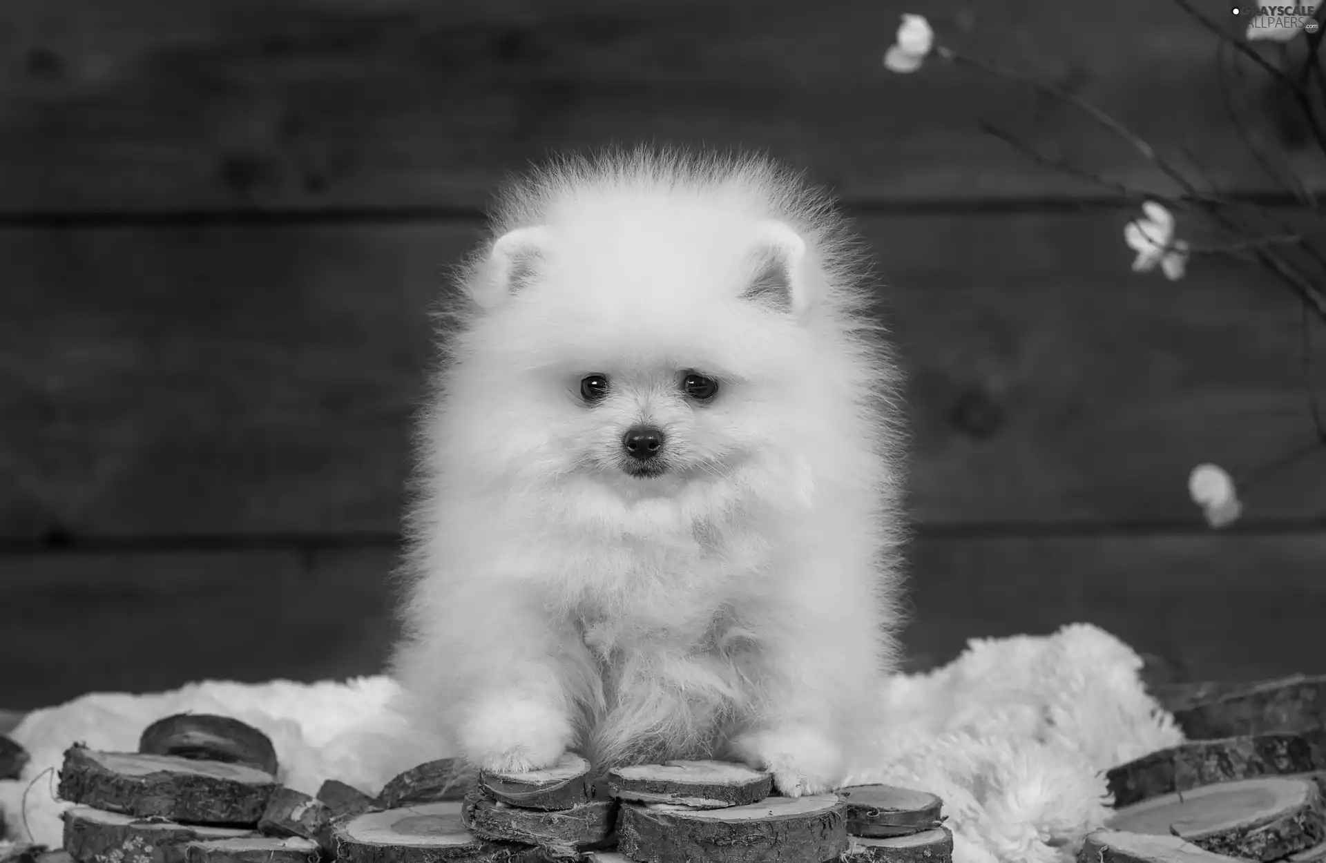 point, dog, doggy
