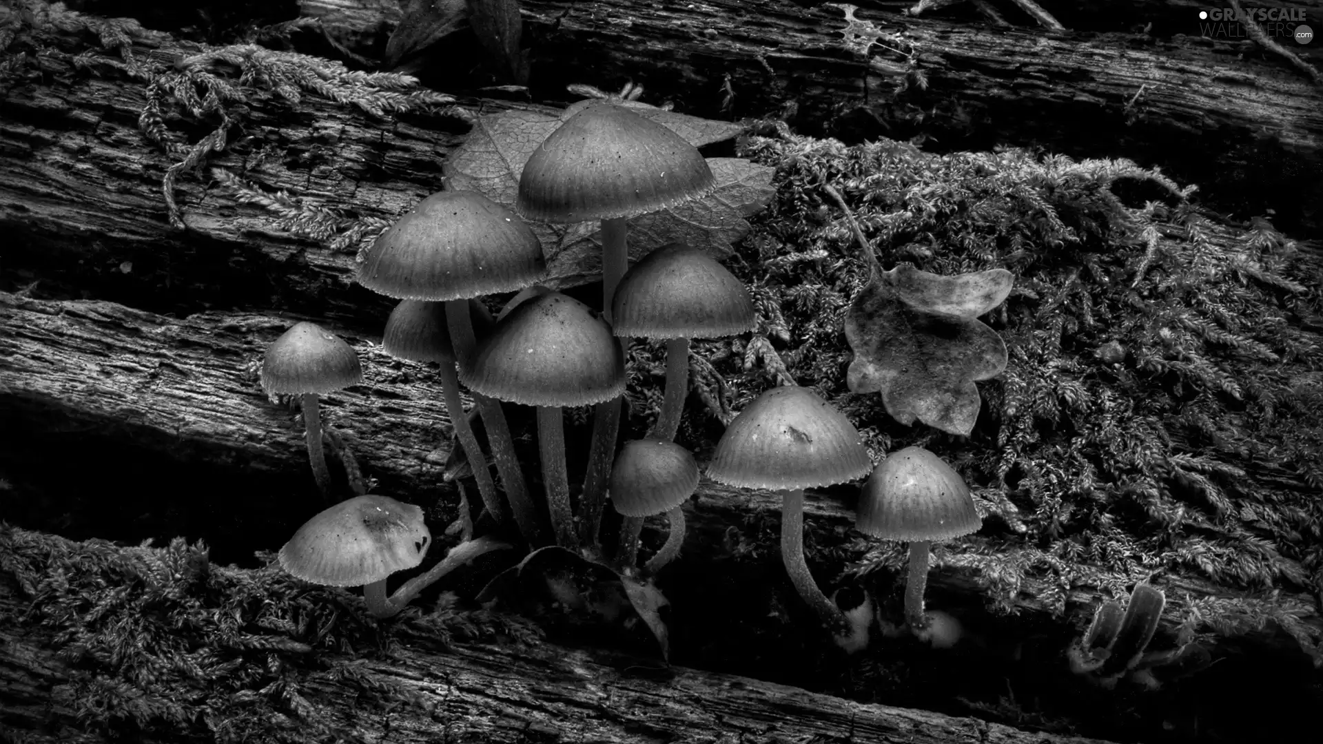 mushrooms, poisonous