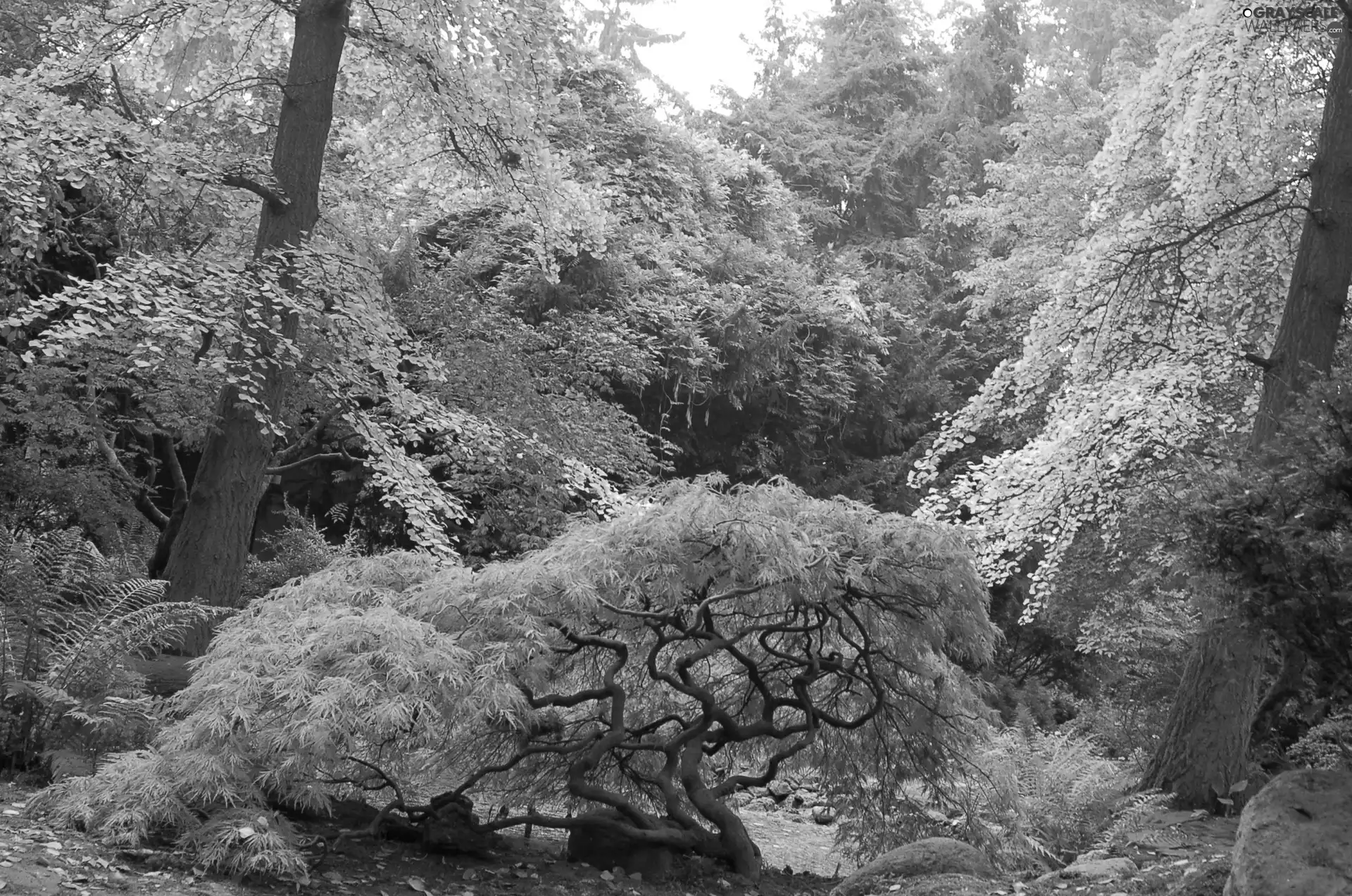 Garden, Przelewice, Poland, japanese