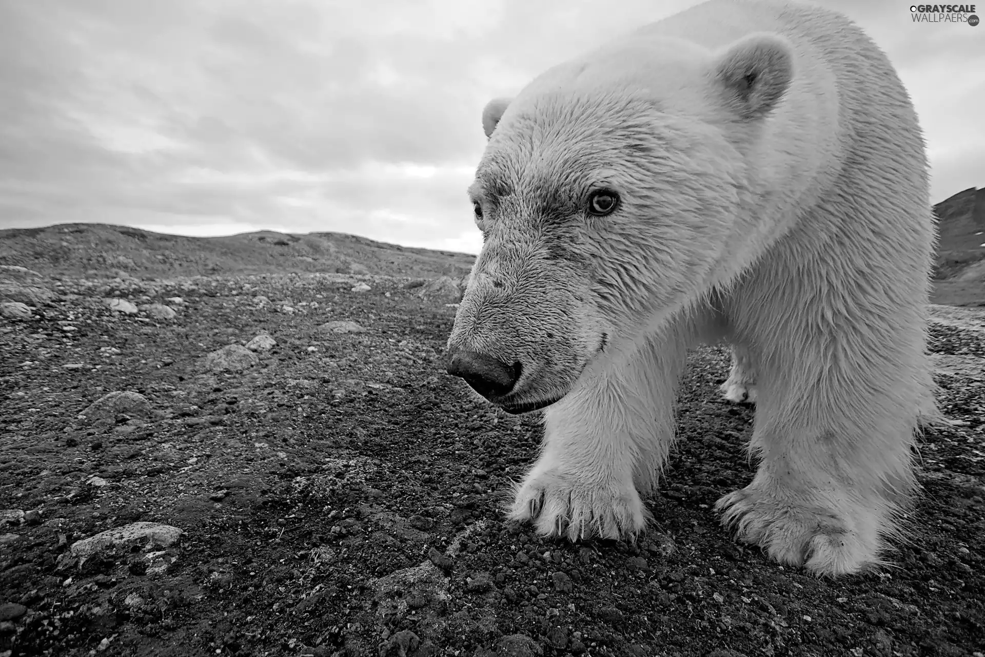 polar, Arctic, Bear
