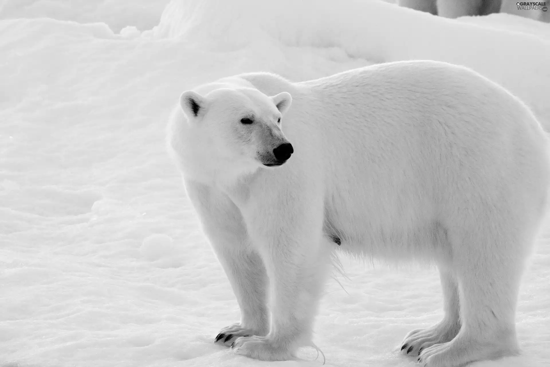 polar, White, Bear