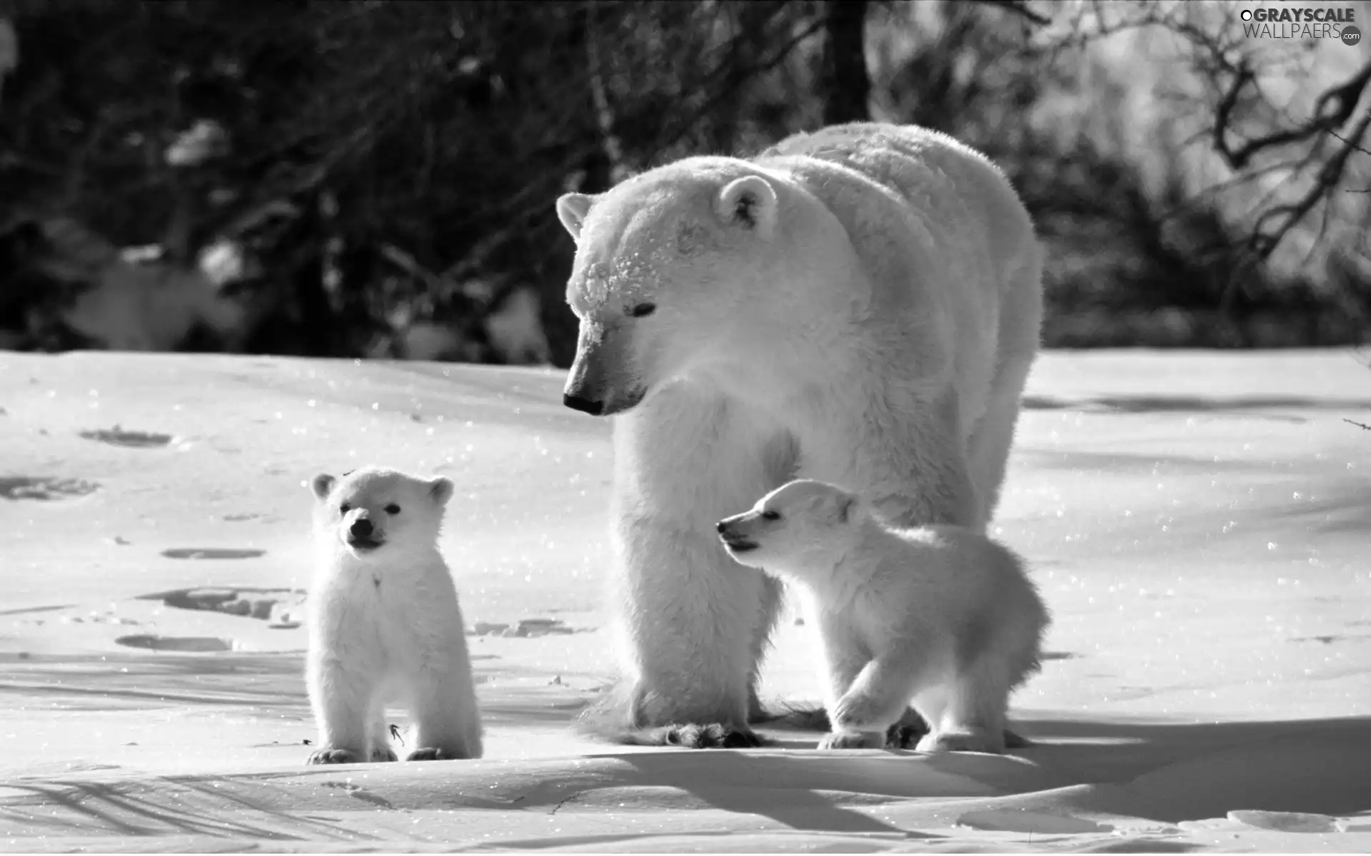 polar, Family, bearish