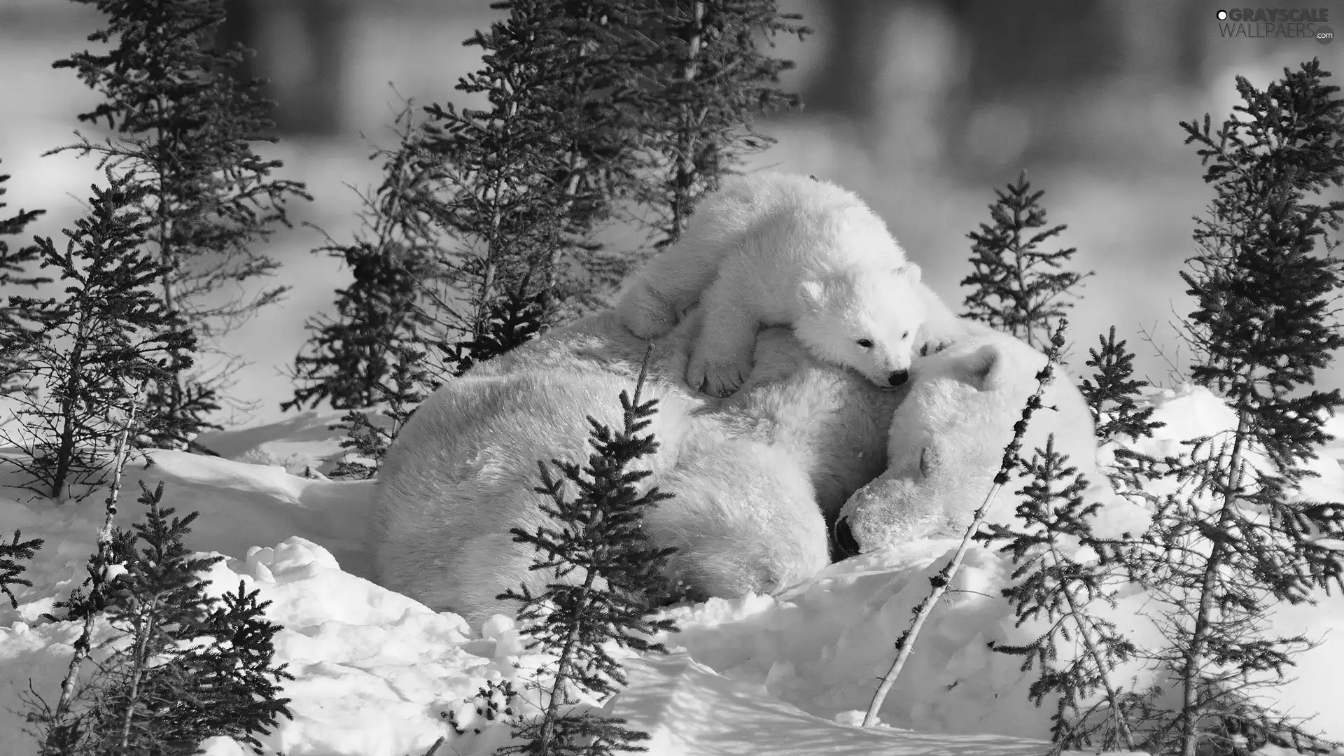 polar, snow, bears