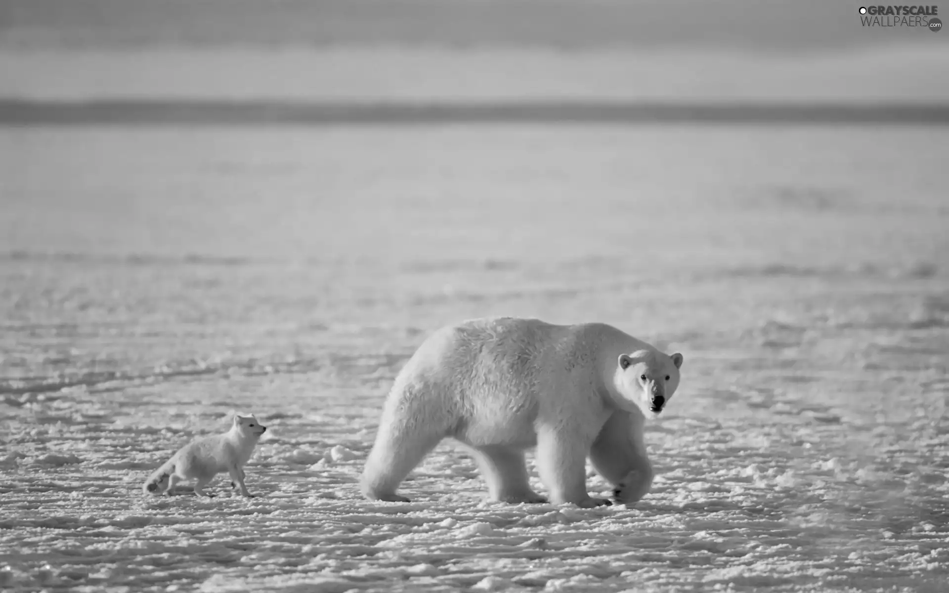polar, Bear, Fox
