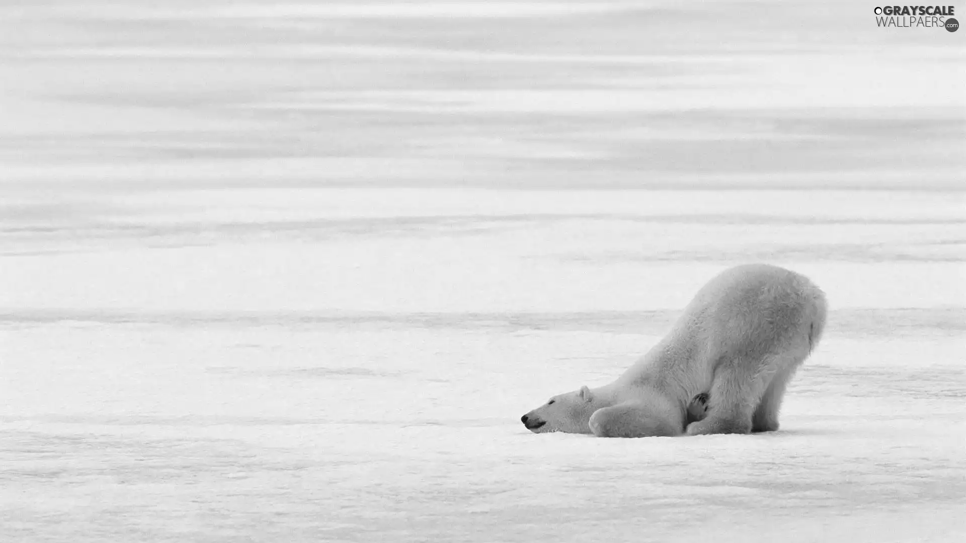 polar, protruding, teddybear