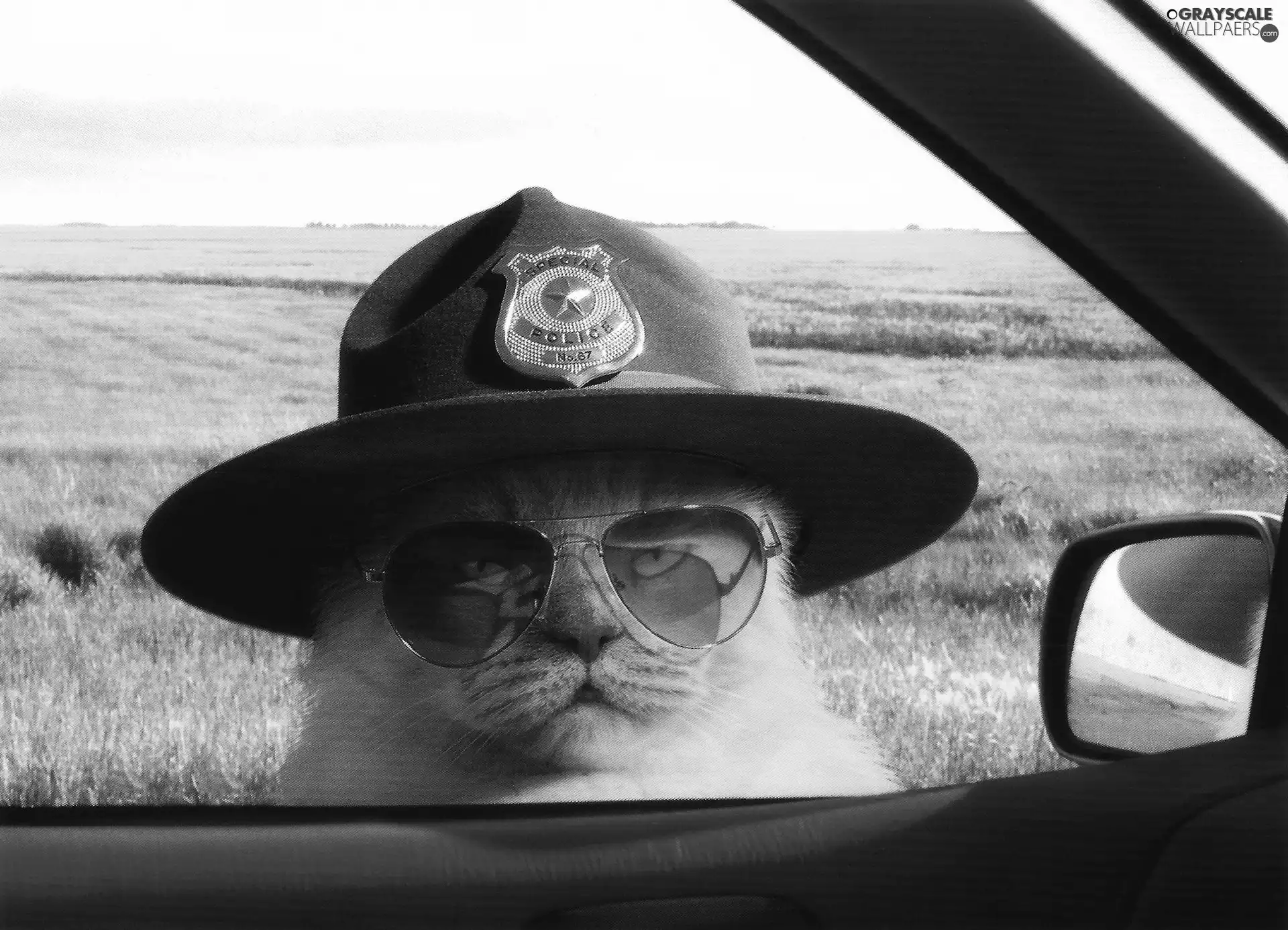 cat, Hat, police officer, Glasses