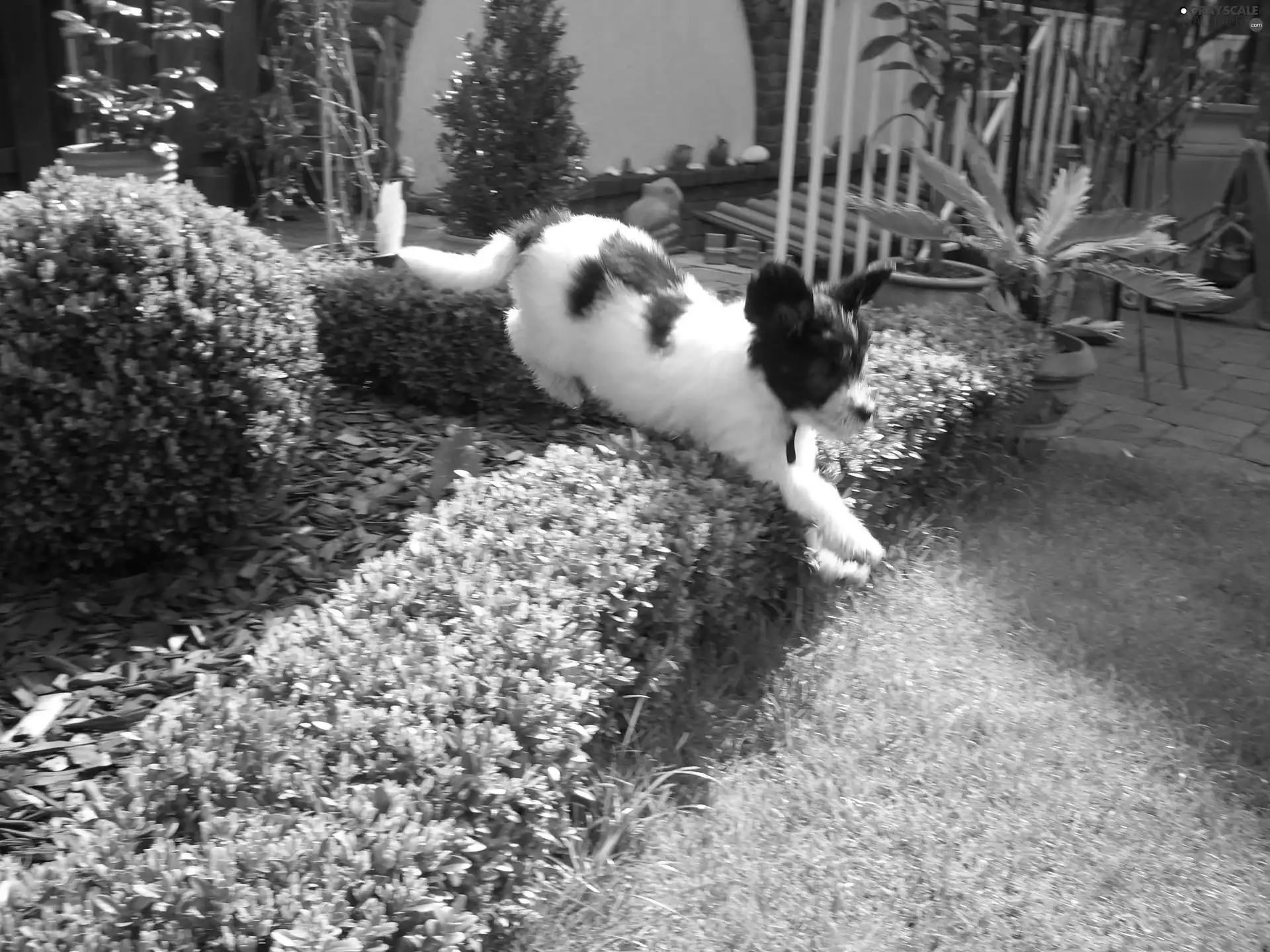 hedge, skipping, Polish Lowland Sheepdog