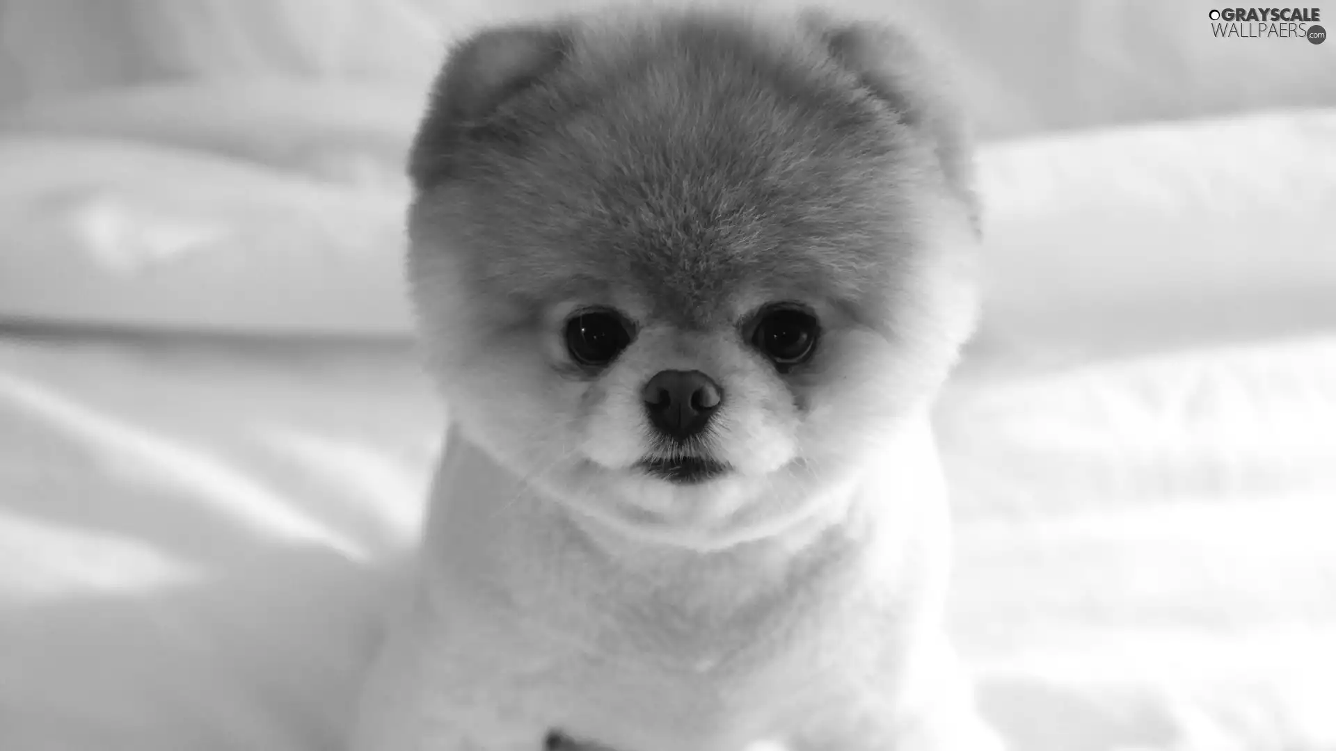 small, Toy Spitz, Pomeranian, doggy