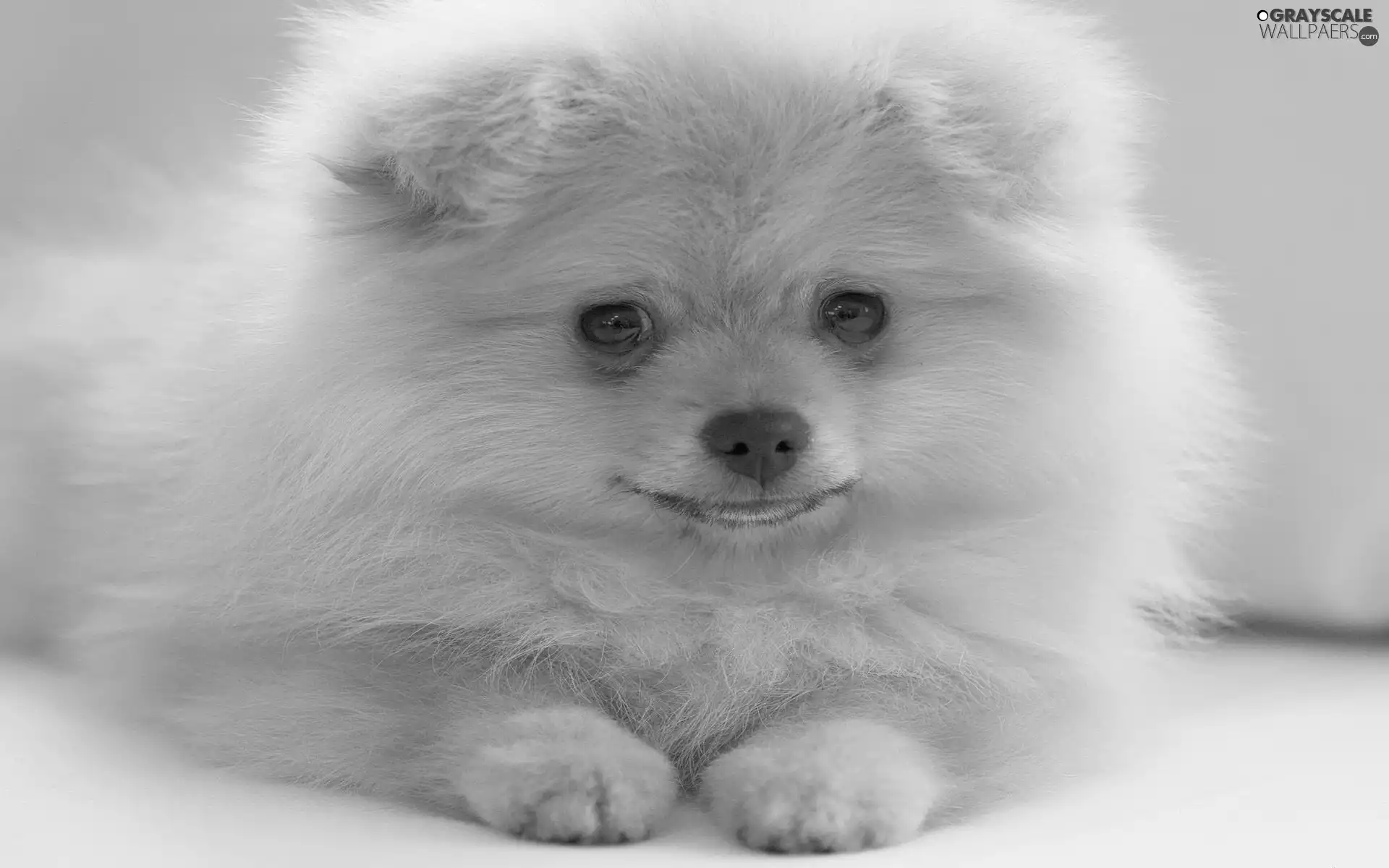 fluffy, Toy Spitz