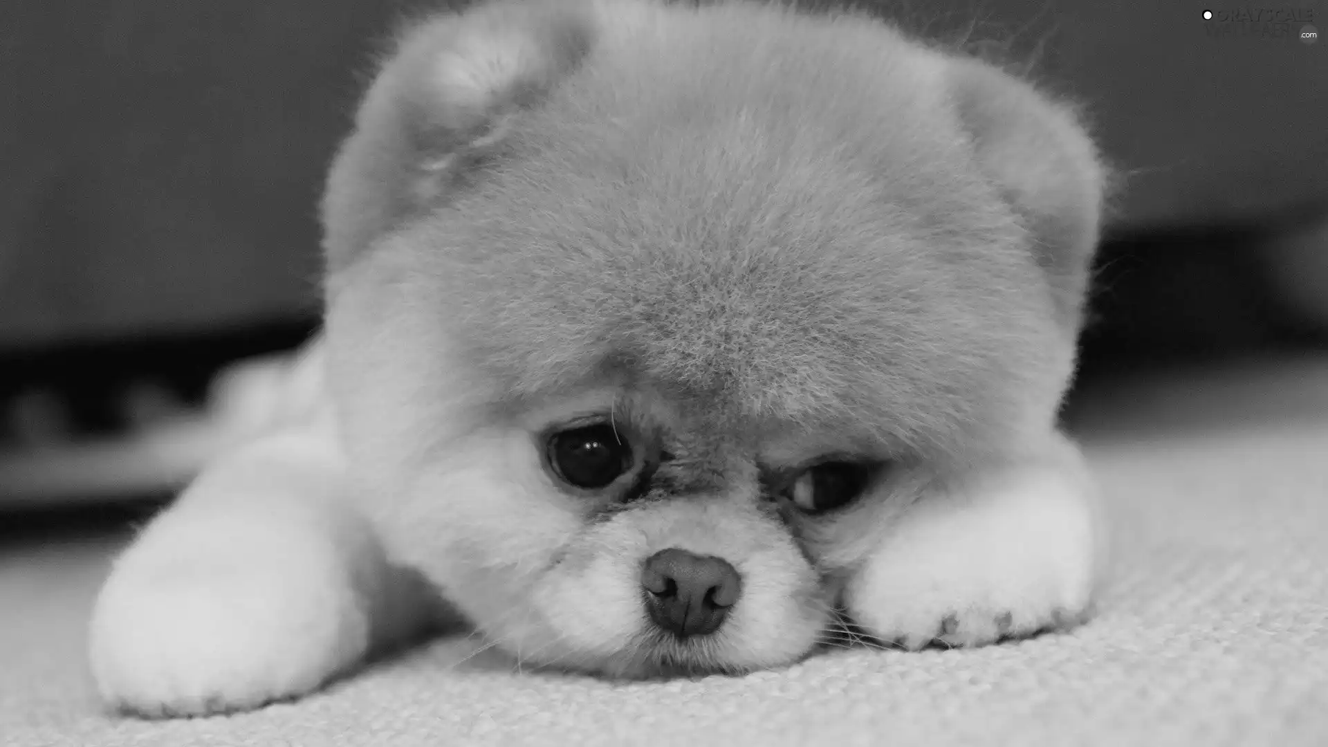 sad, Toy Spitz, Pomeranian, Puppy
