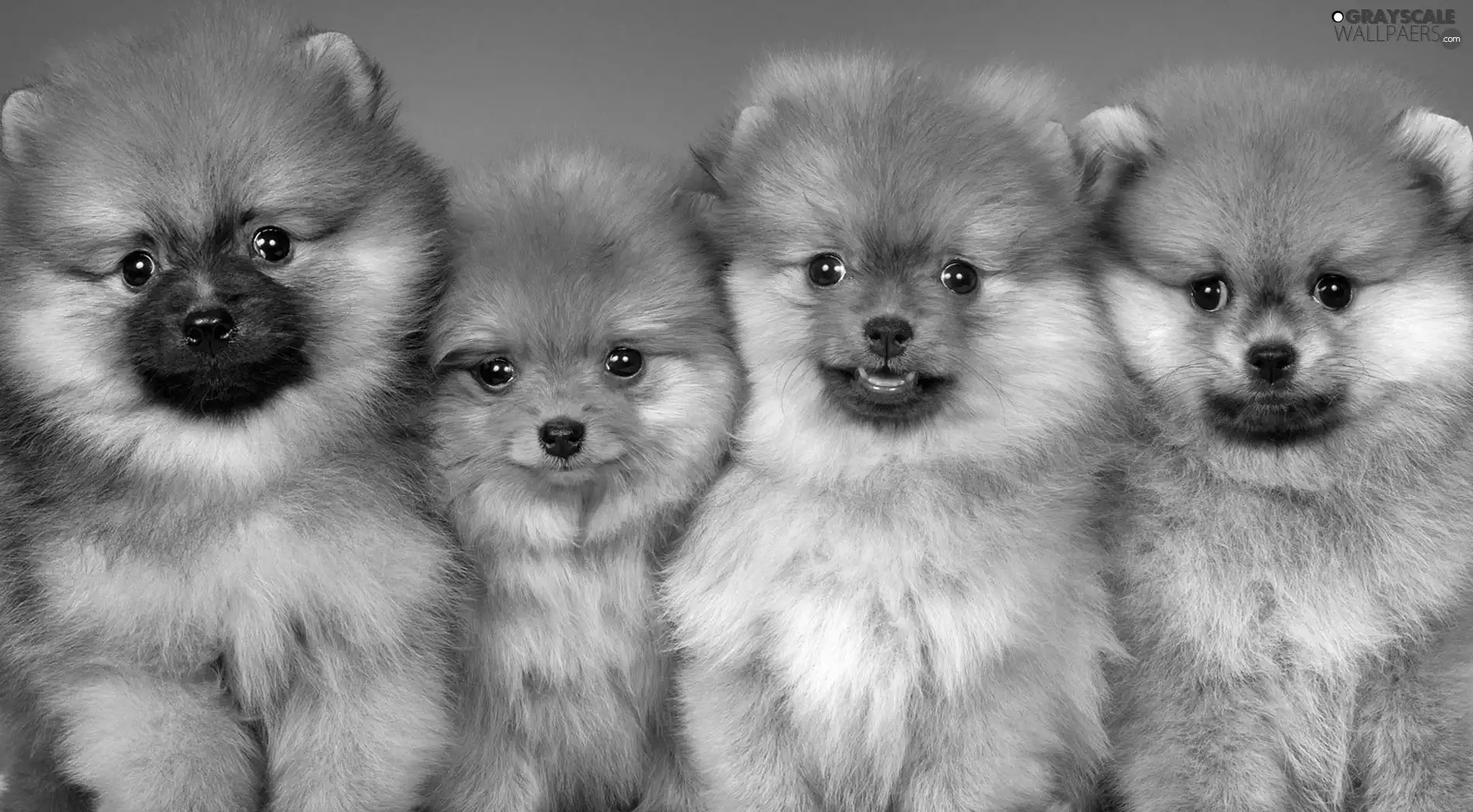 Miniature Spitz, Dogs, puppies