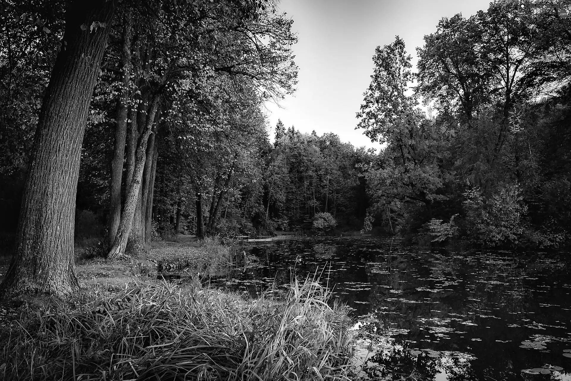 autumn, forest, Pond - car