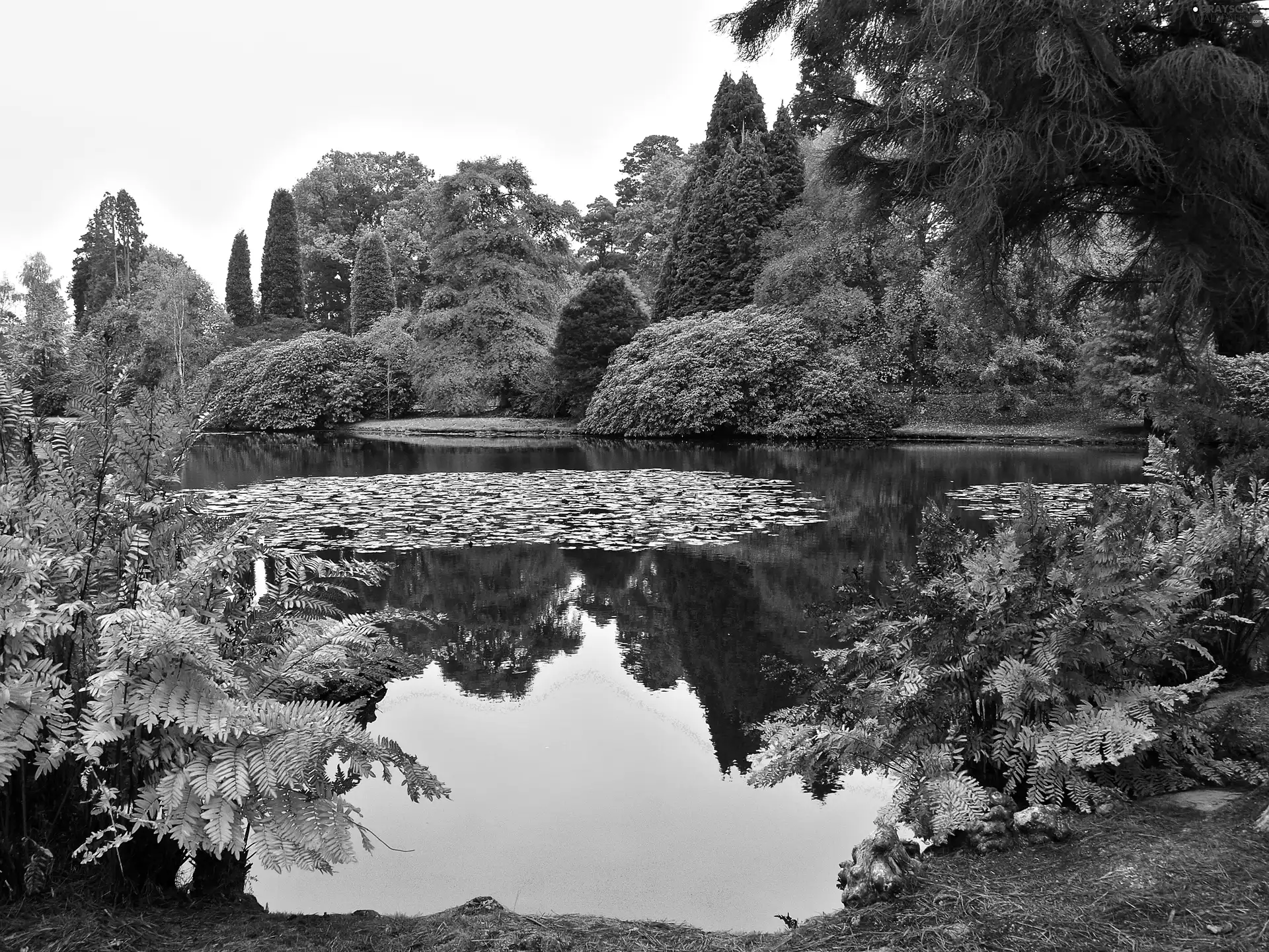 autumn, Park, Pond - car