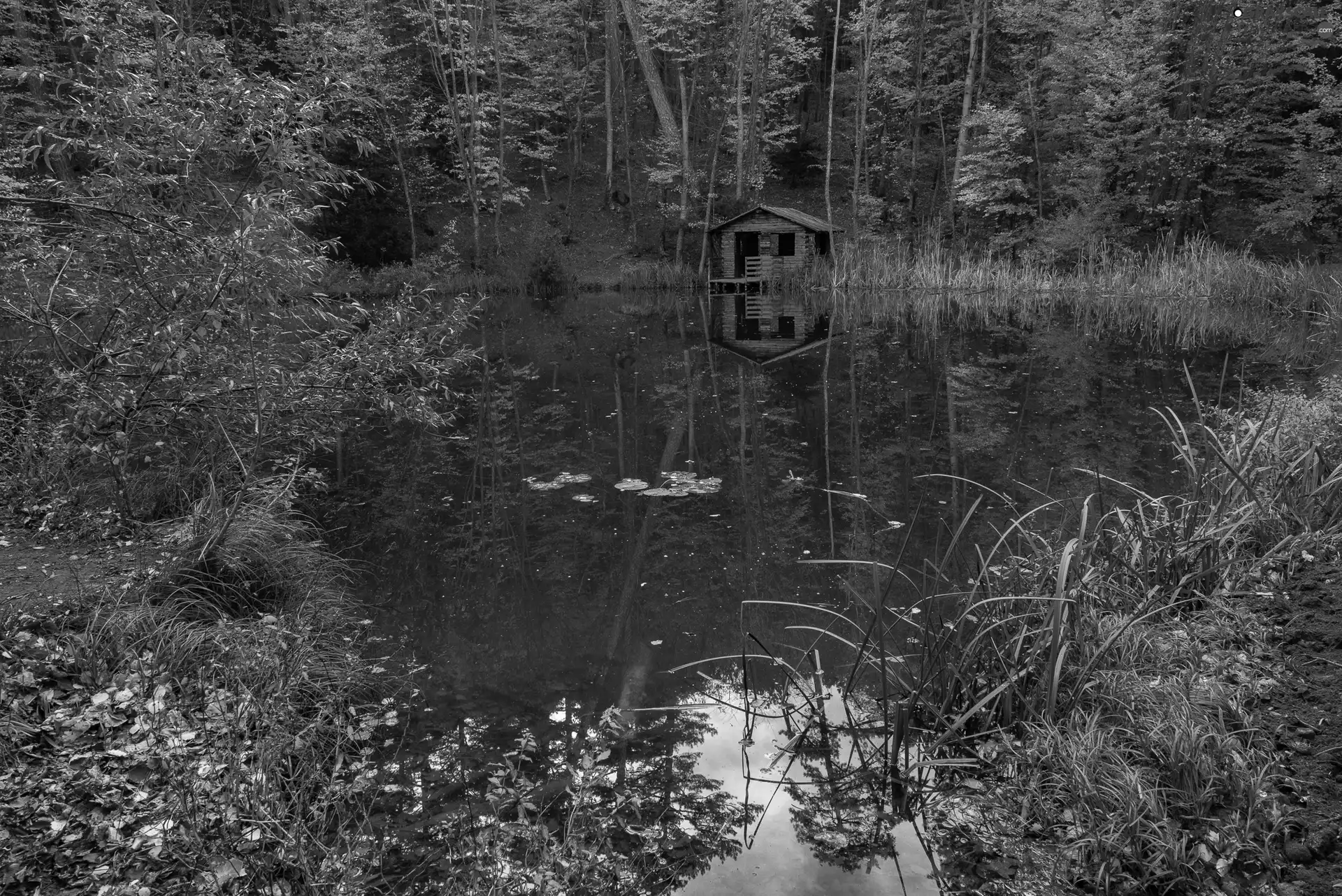 arbour, Plants, forest, Pond - car, autumn