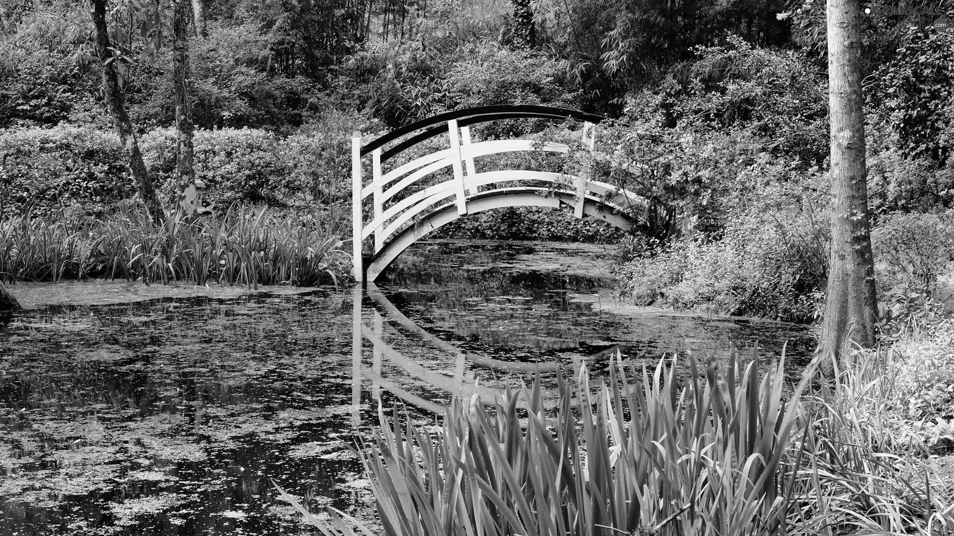 bridges, Park, Pond - car