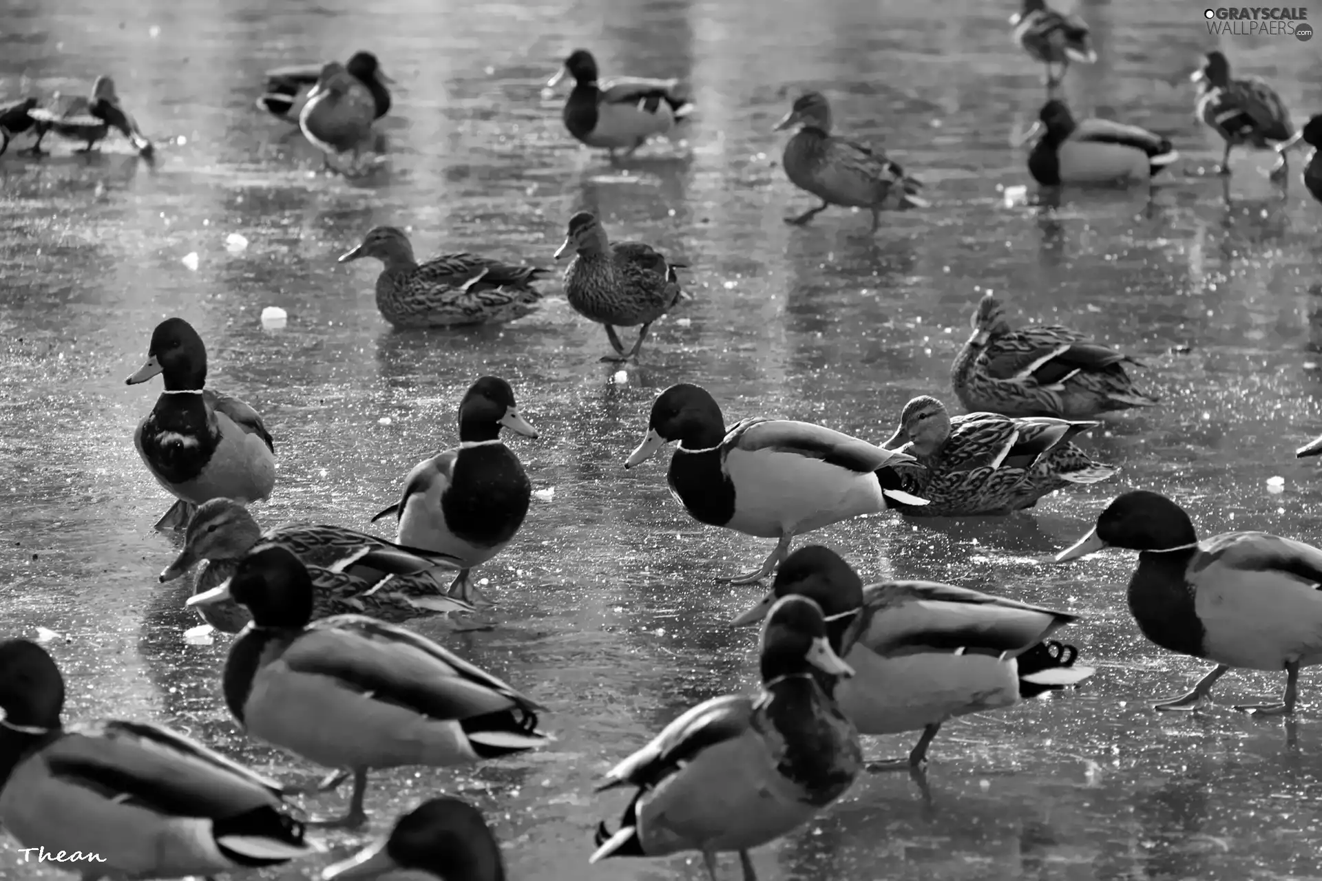 ducks, frozen, Pond - car, Crosswords