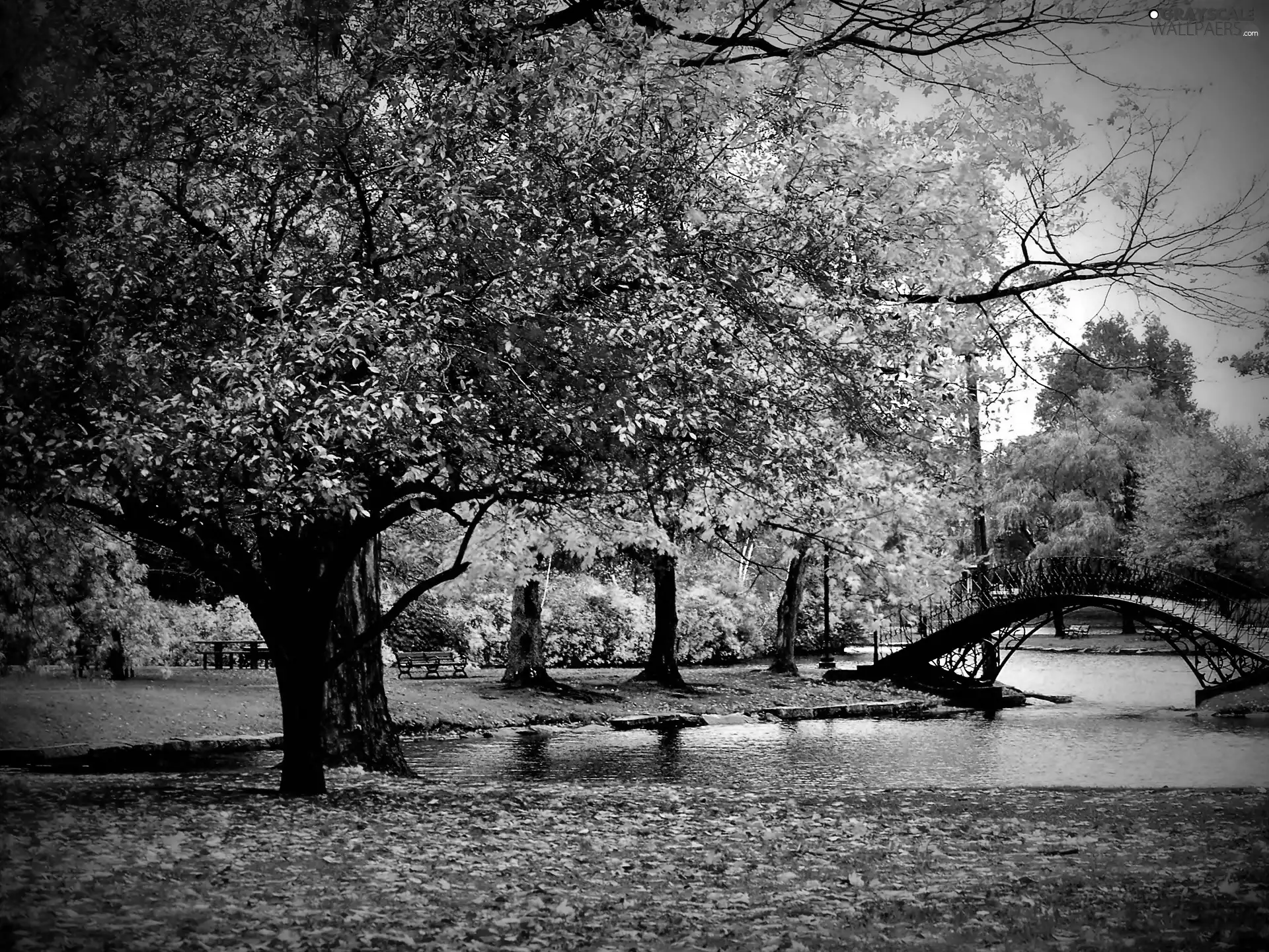 Pond - car, autumn, fallen, Leaf, bridges, Park
