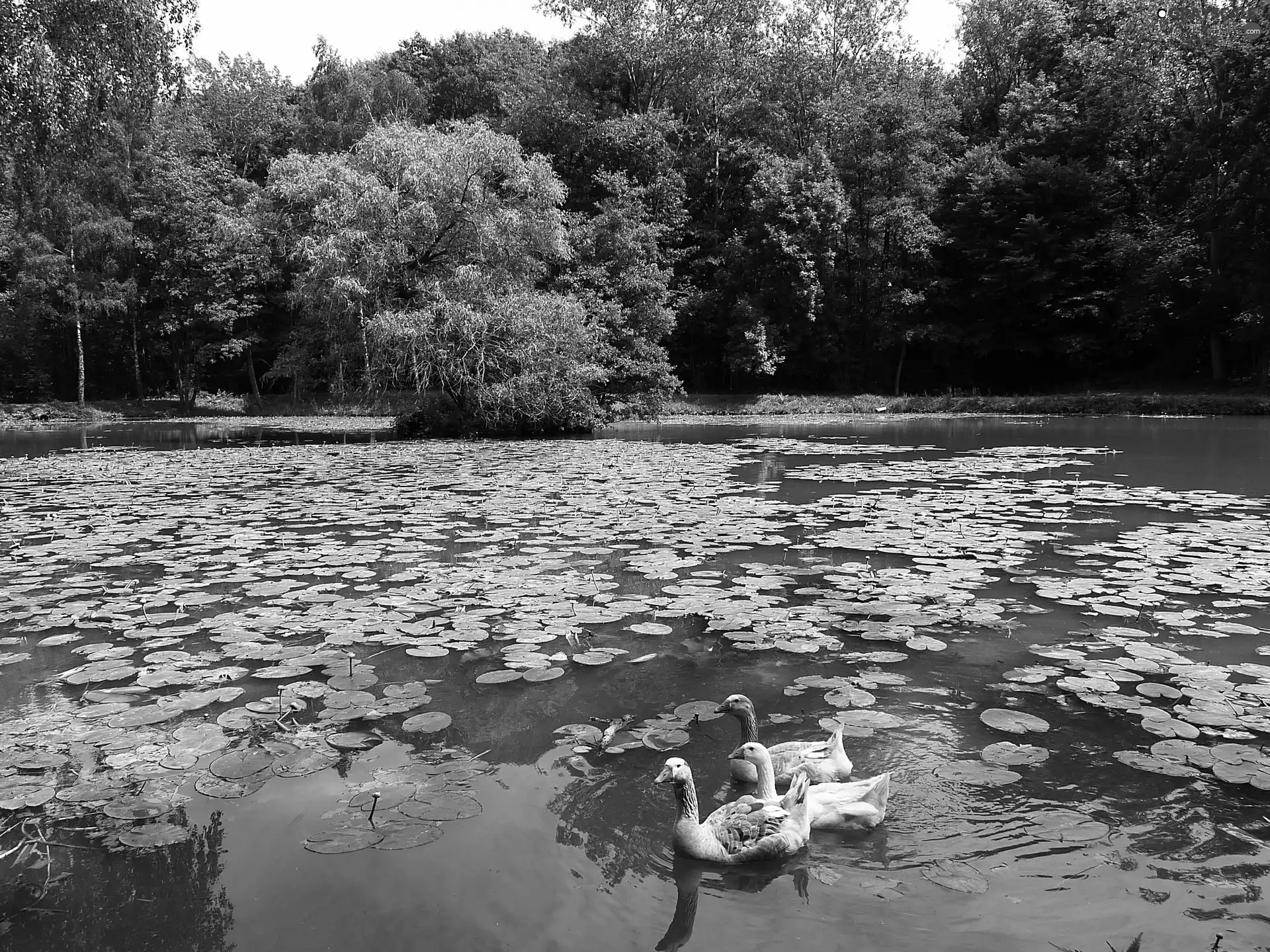 geese, Park, Pond - car