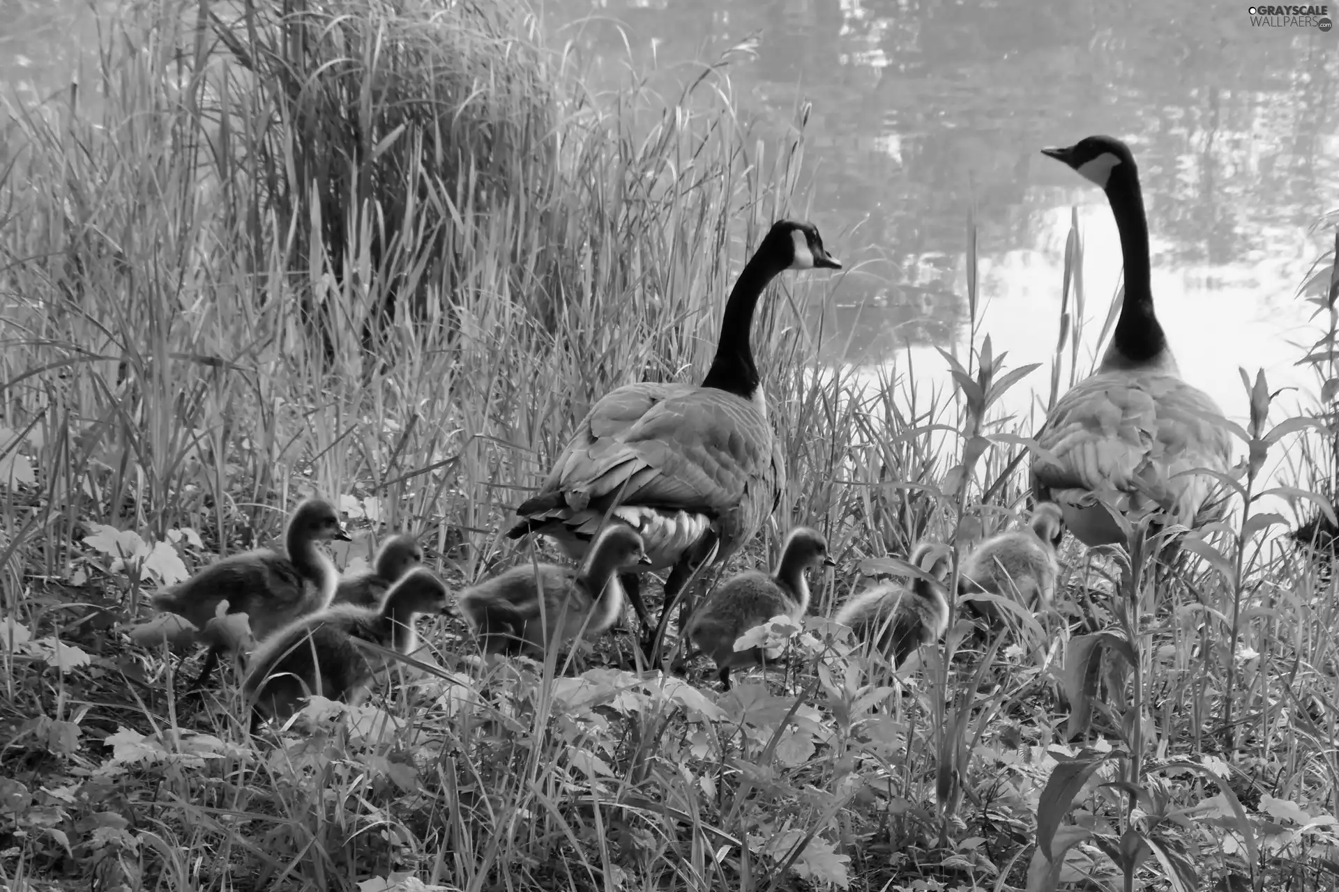 goose, grass, Pond - car, Family