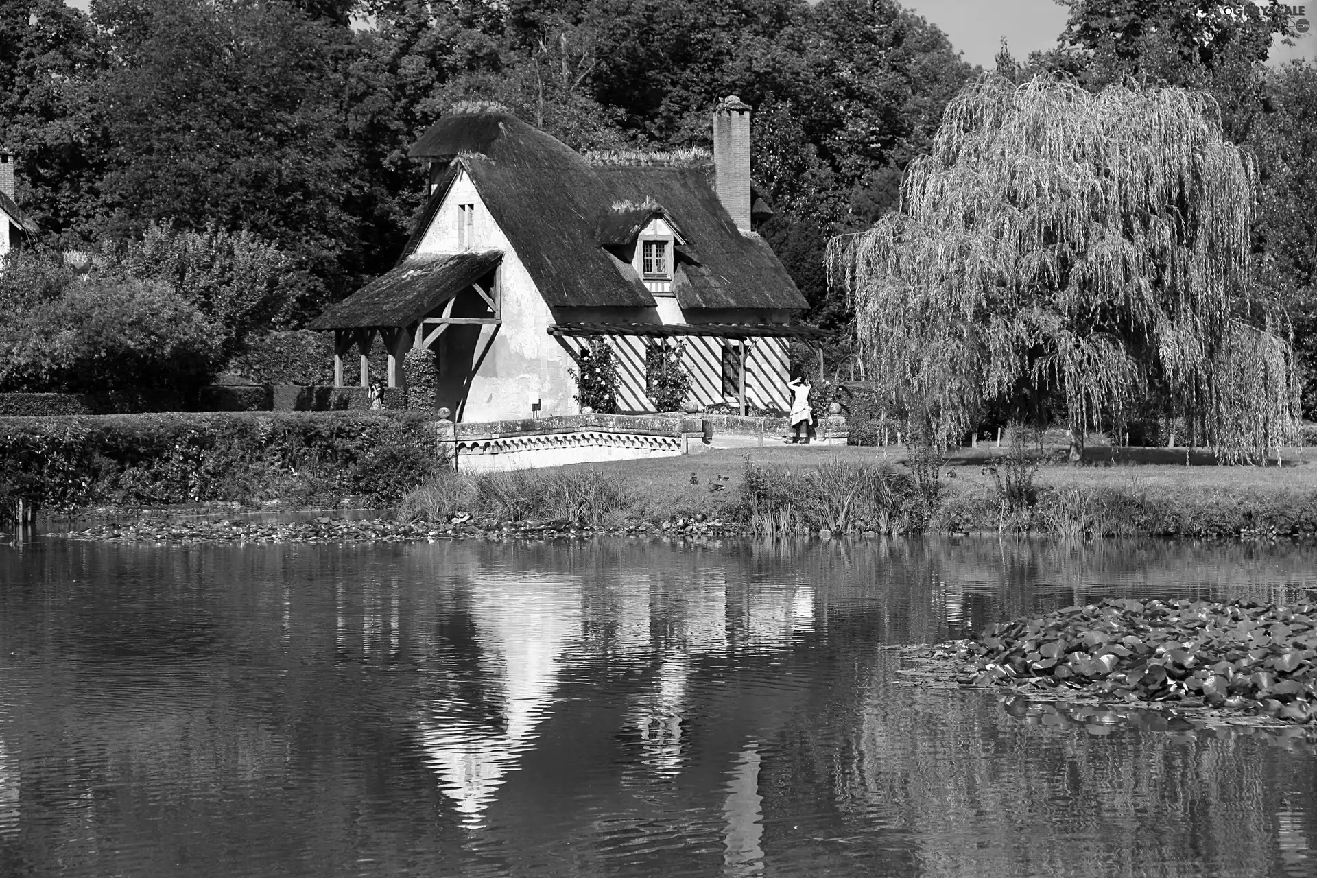 house, viewes, Pond - car, trees