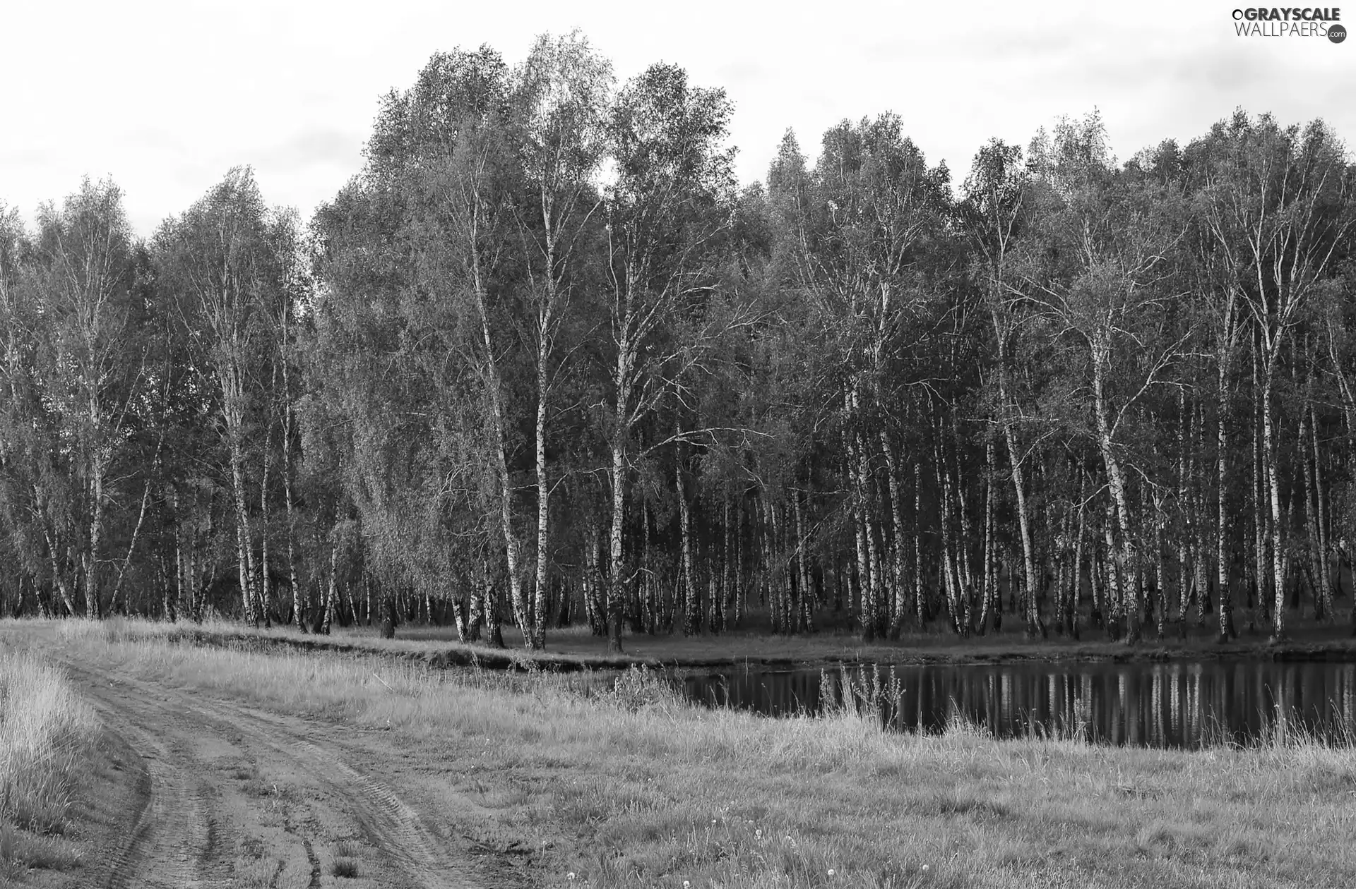 Pond - car, Meadow, birch, Way, forest
