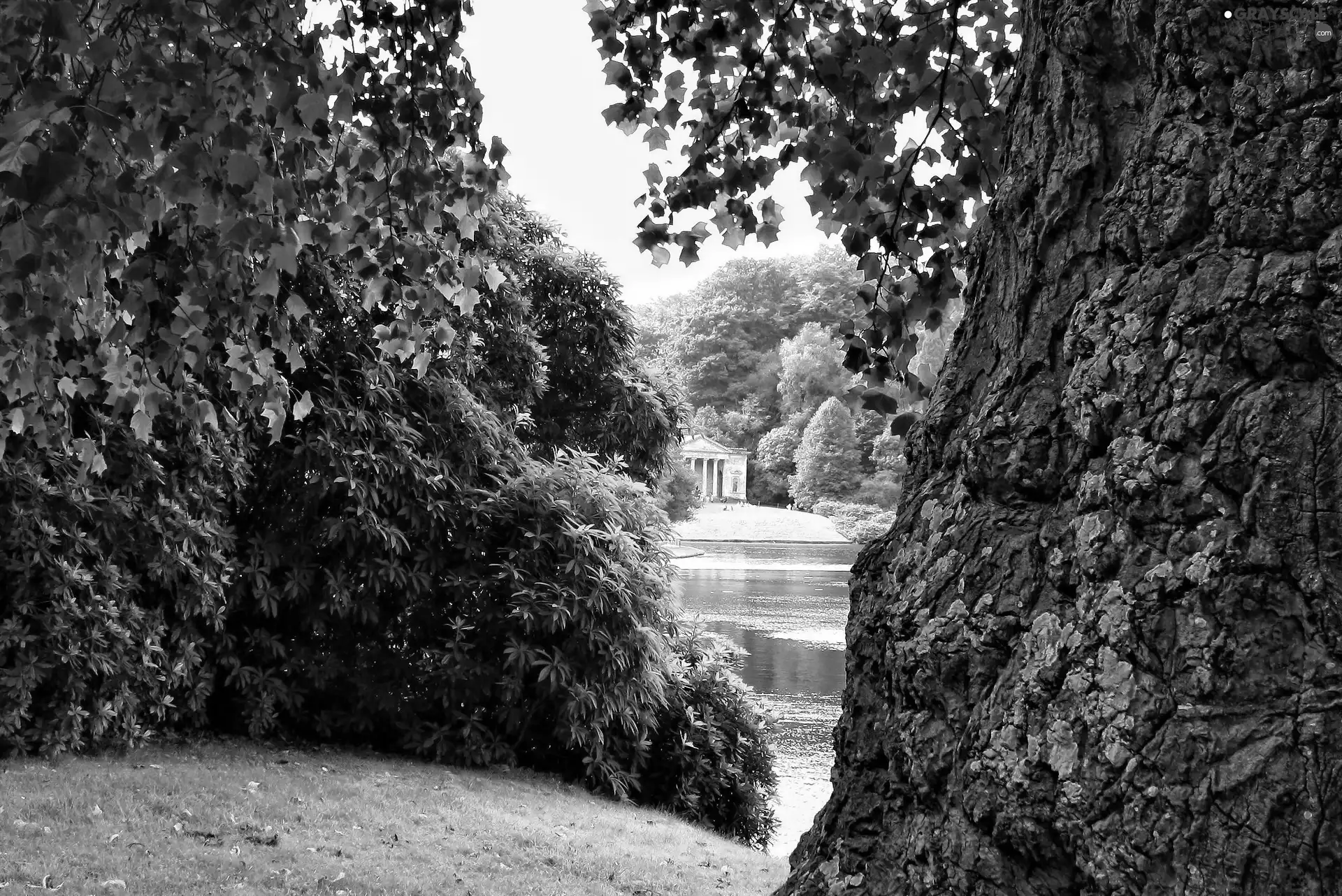 Pond - car, Park, trees, viewes, trunk